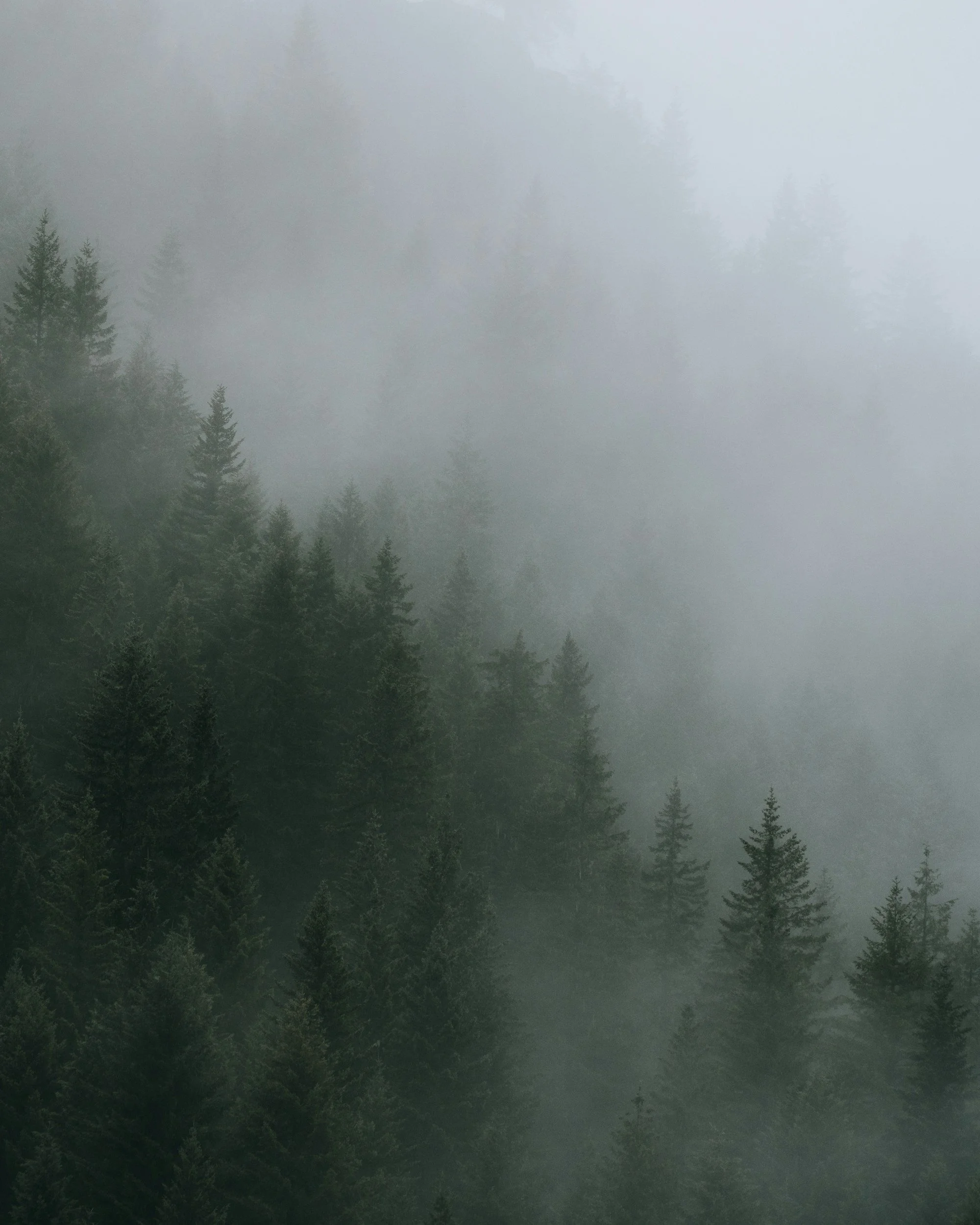 Dense fog over a forest of tall evergreen trees.