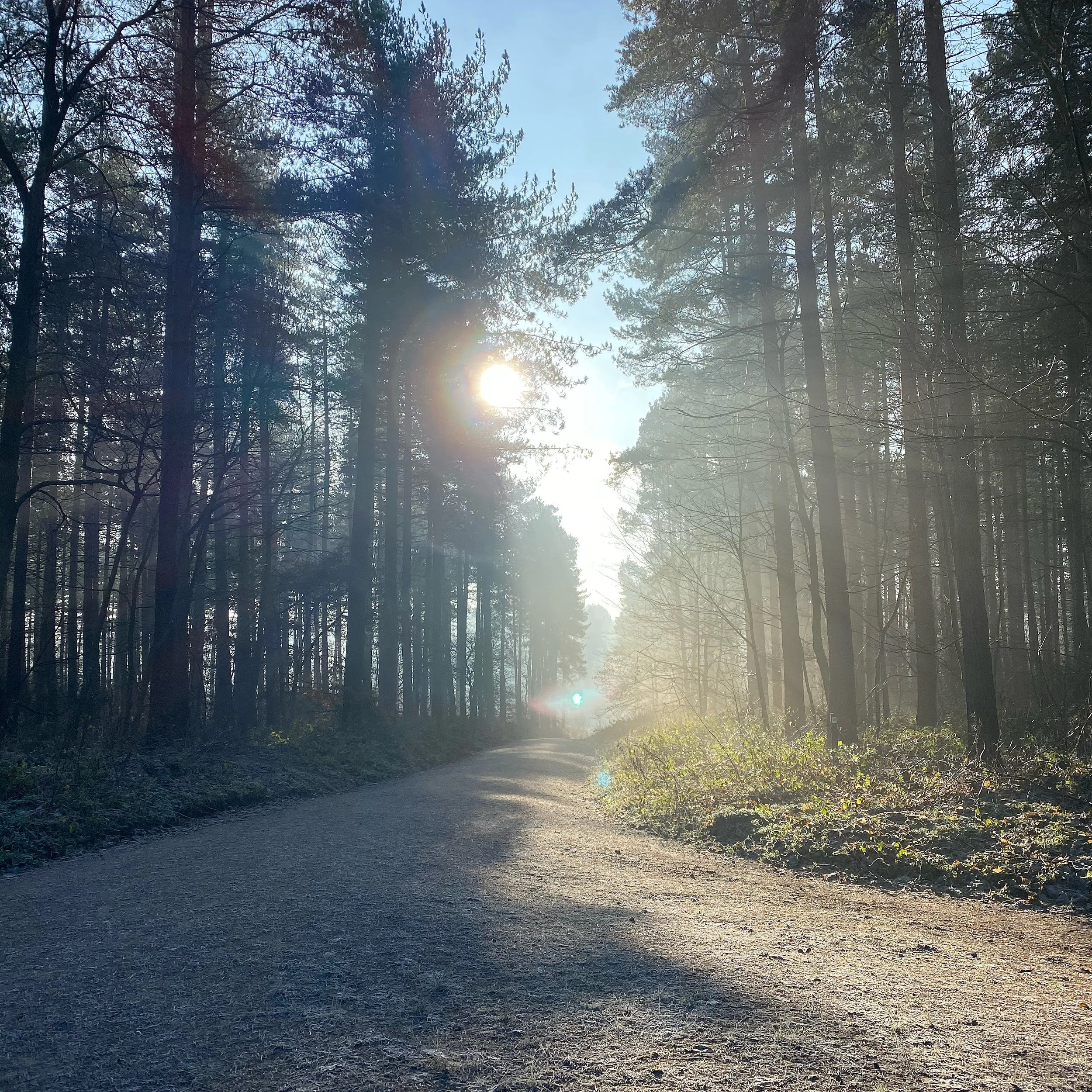 A dirt forest trail with tall trees on both sides, sunlight shining through the trees, and a bright sky.