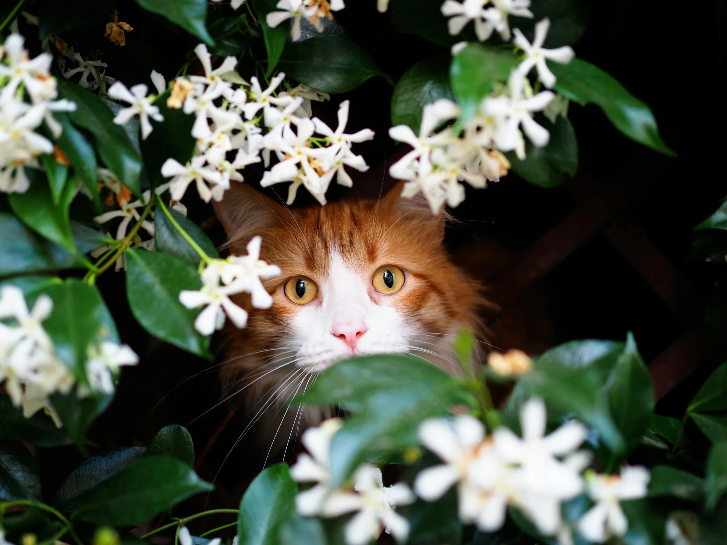 Orange and white cat peeking through green leaves and white flowers.