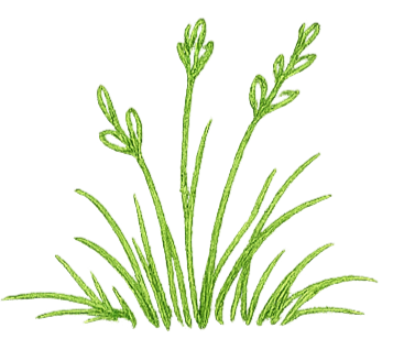 Illustration of green grass blades and small sprigs.