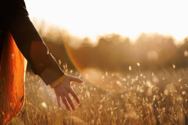 person's open hand visible at edge of meadow