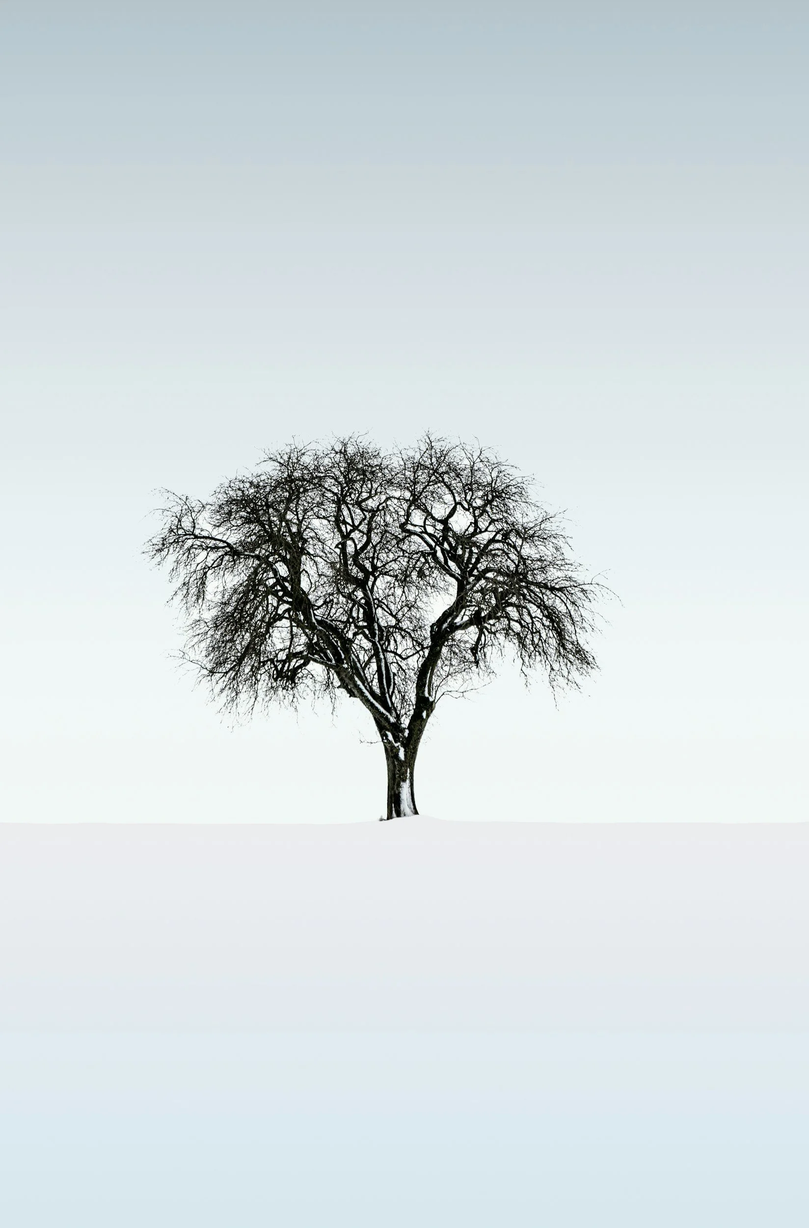 A solitary, leafless tree standing on snow-covered ground under a pale blue sky.