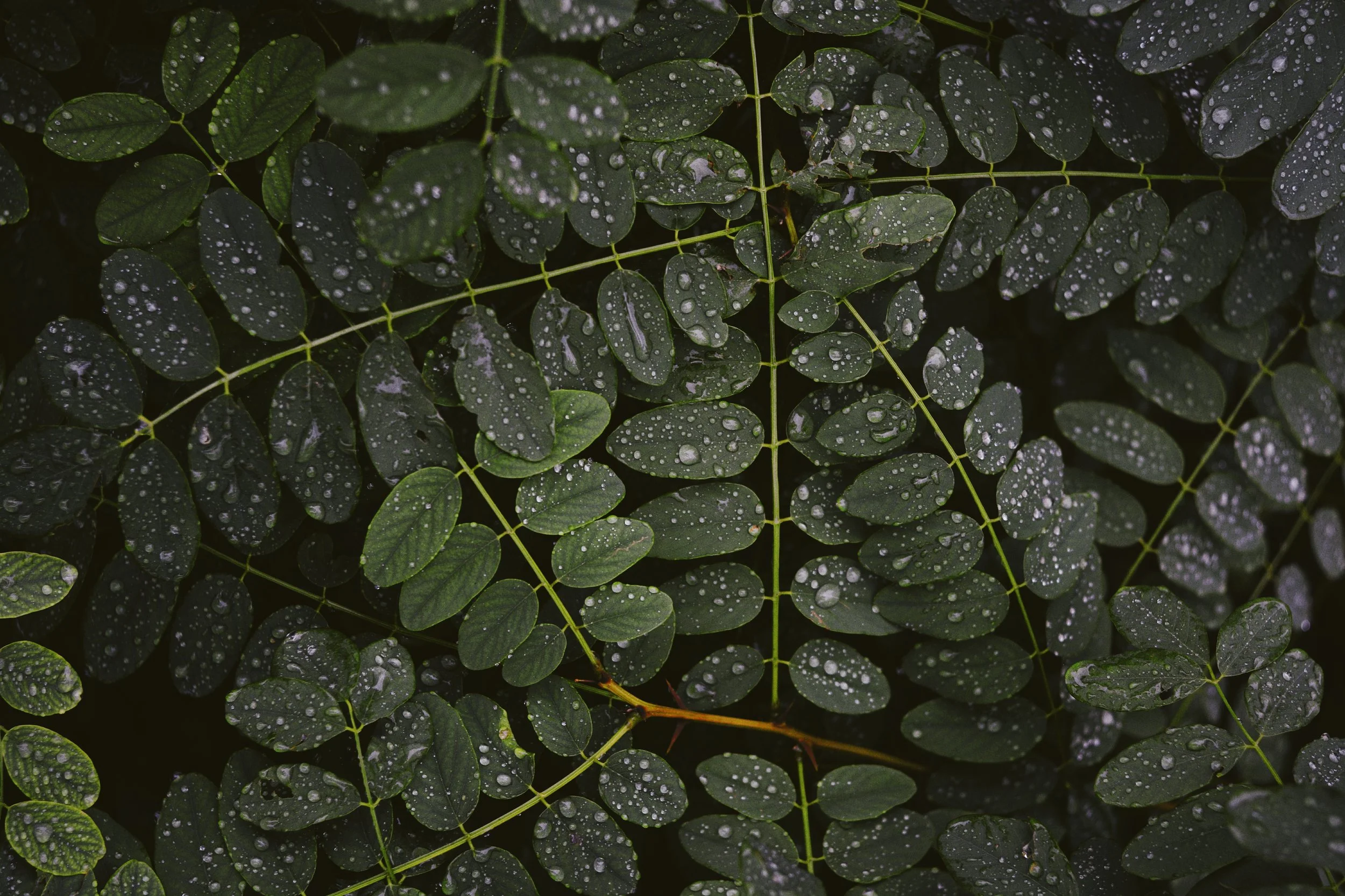 Close-up of dark green fern leaves with water droplets on their surfaces.