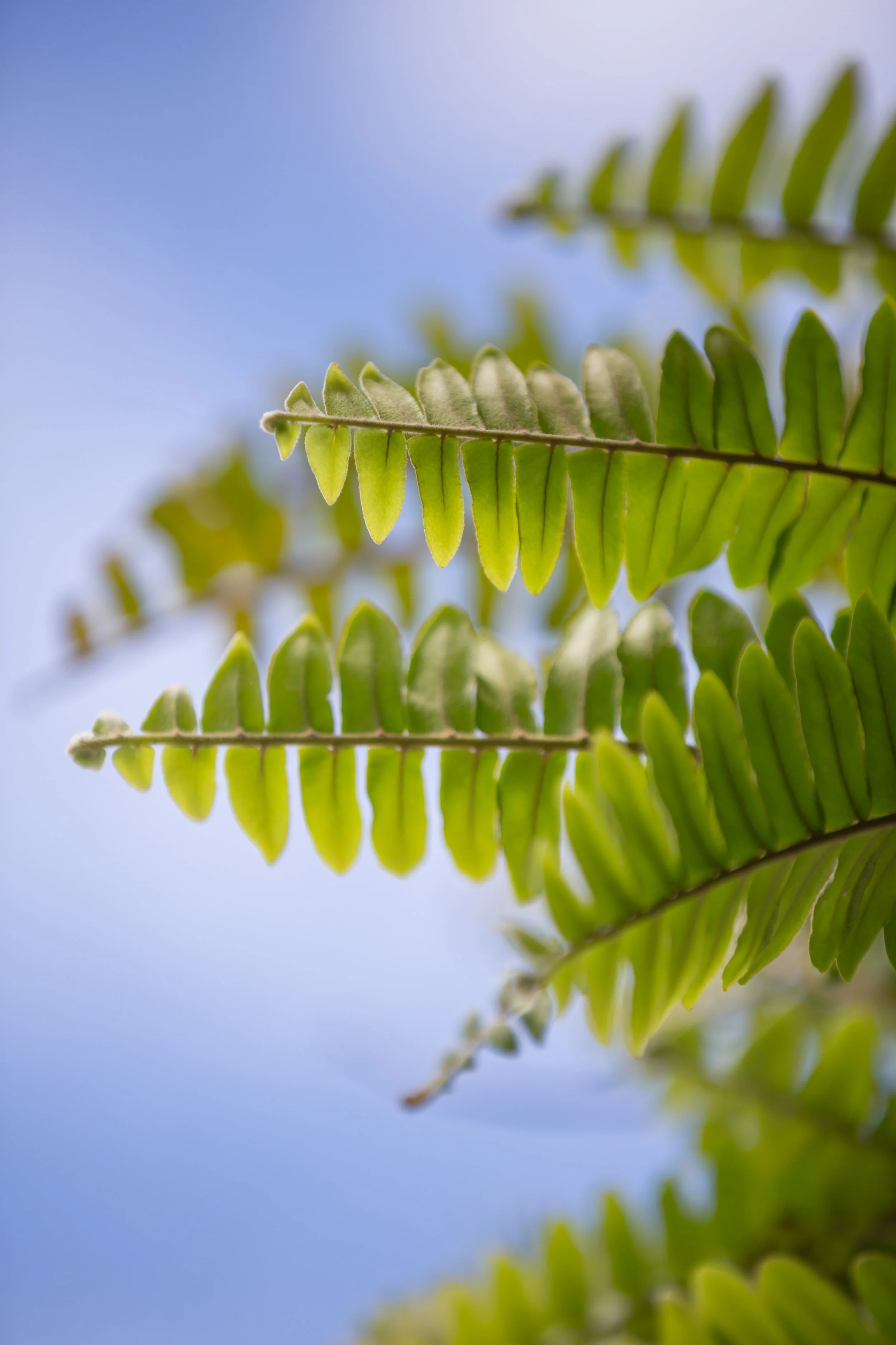 Close-up of green fern leaves against a bright blue sky background.