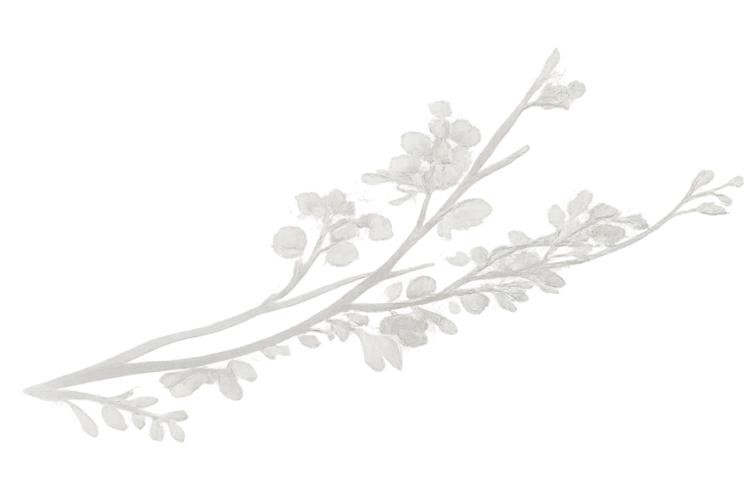 White flowering branch with small blossoms and leaves against a transparent background.