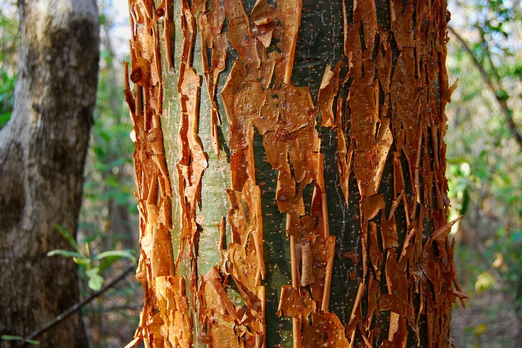 Close-up of a tree trunk with peeling bark in a forest setting.
