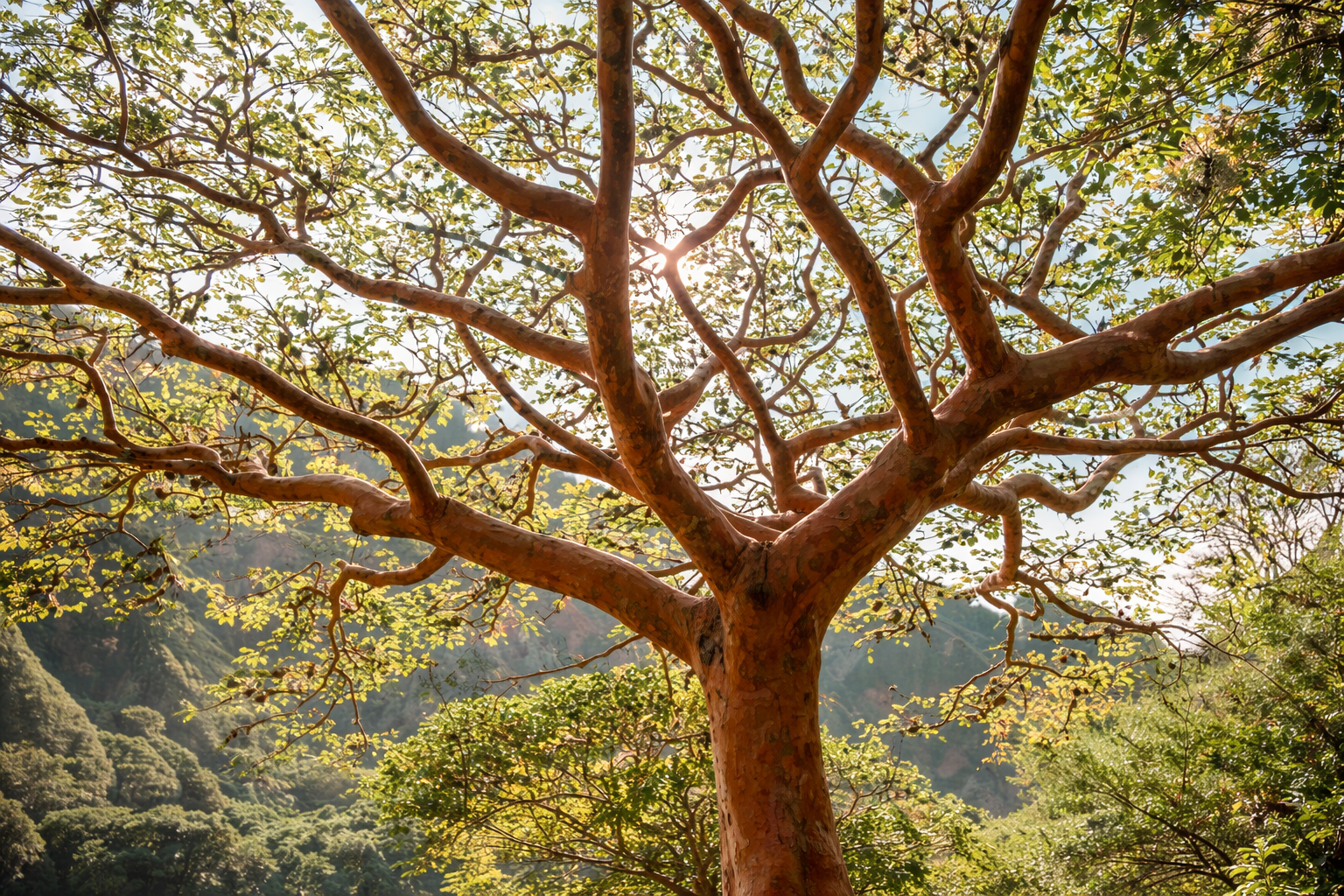 Tall tree with twisting branches and green leaves, sunlight shining through, mountain landscape in background.