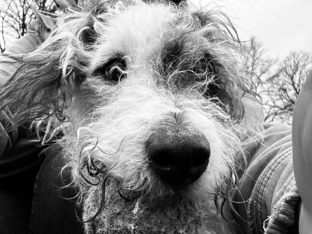 Close-up of a curly-haired dog with wet fur, looking at the camera in black and white.