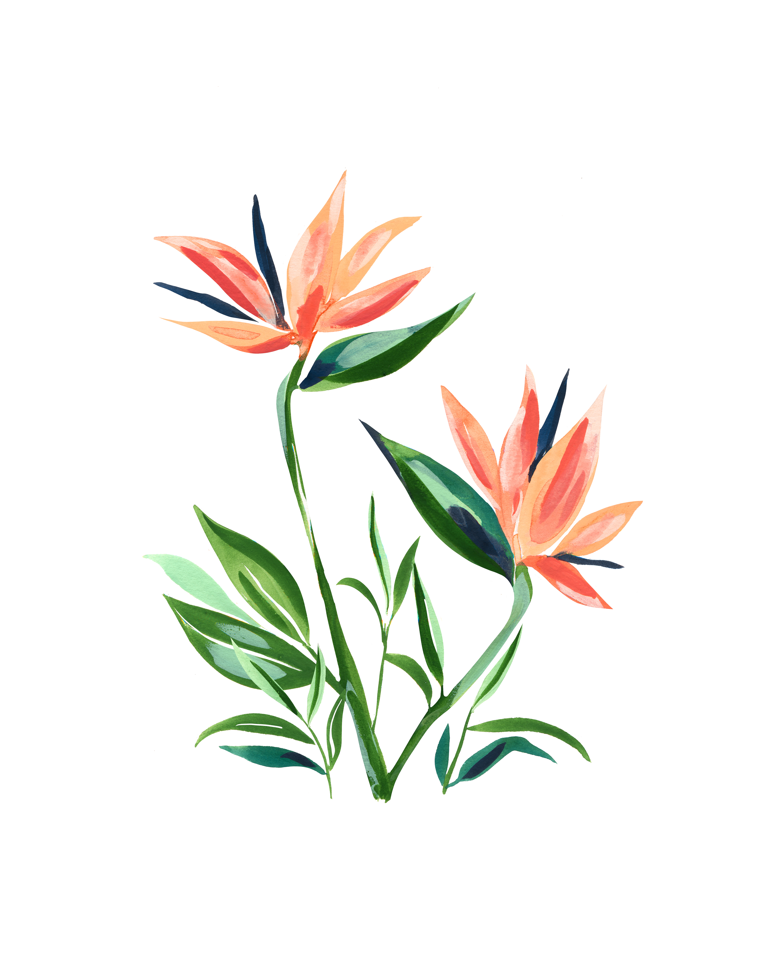 Watercolor illustration of orange and pink flowers with green leaves on a white background.