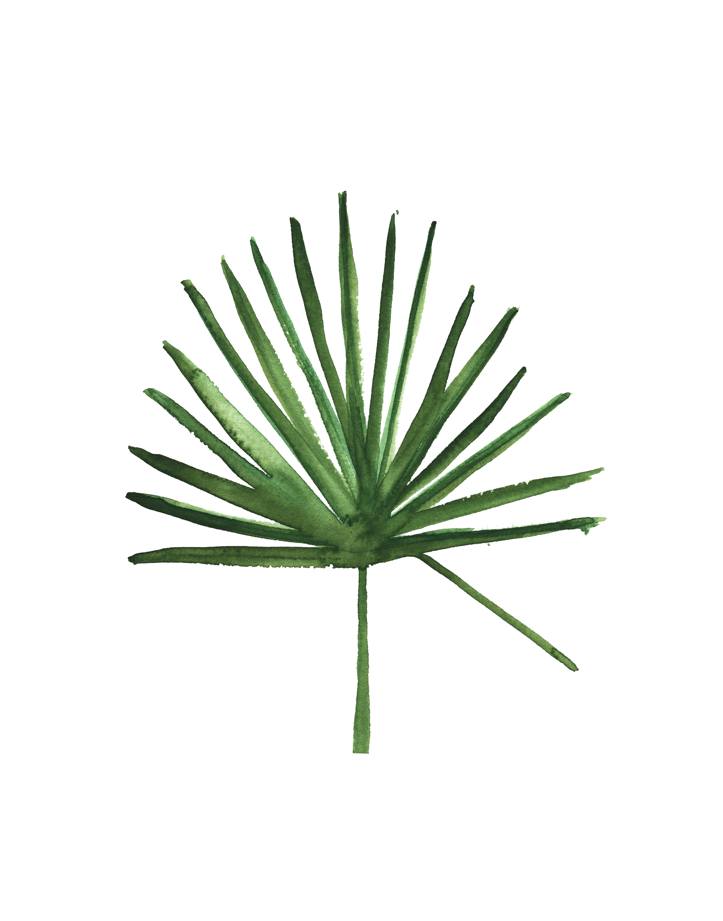 A watercolor illustration of a green palm leaf fan.