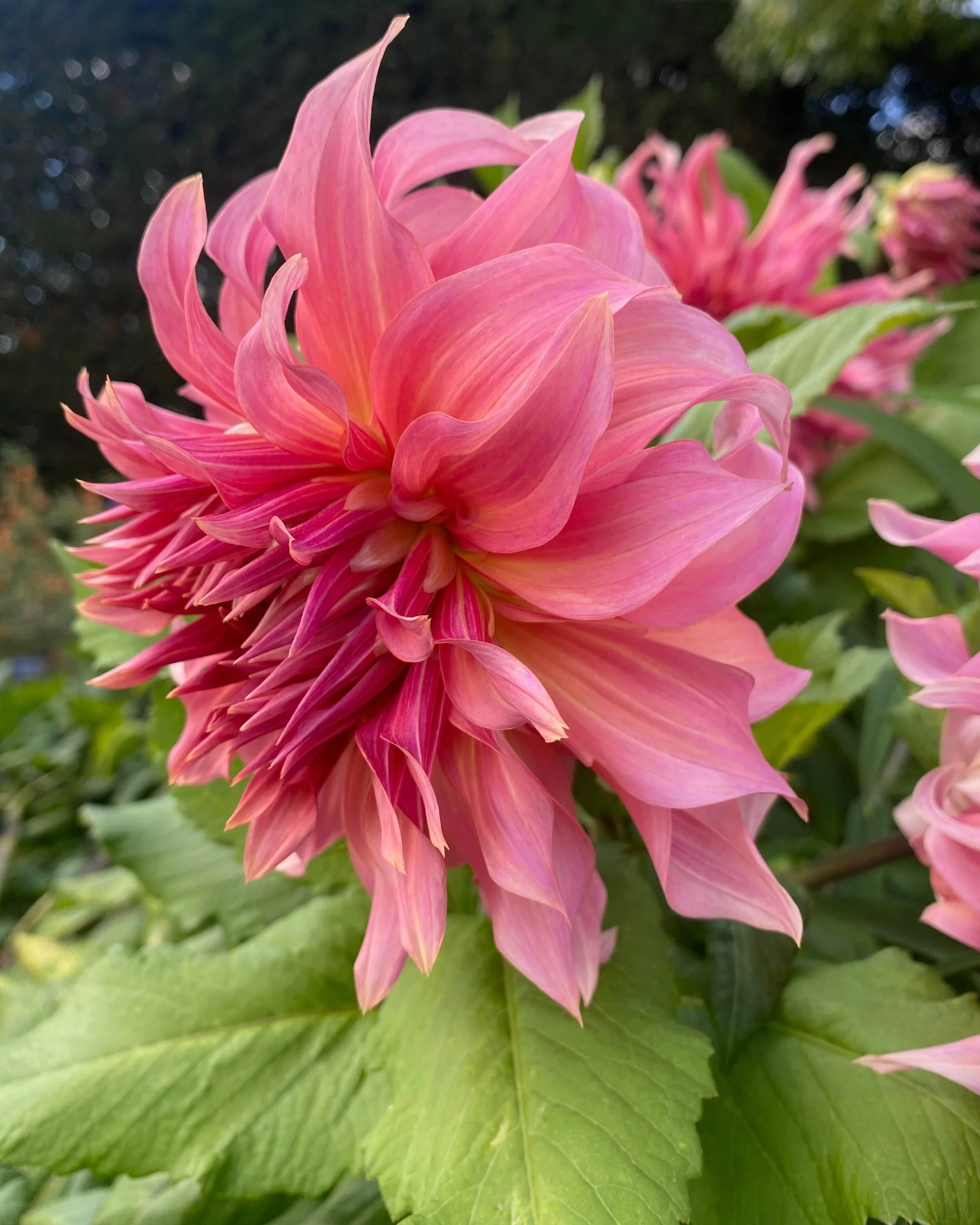 Consider this your reminder to go and look at some flowers.

Not for any particular reason. Just because they&rsquo;re beautiful.

The colours, the shapes, the combinations you wouldn&rsquo;t necessarily put together yourself &mdash; there&rsquo;s in