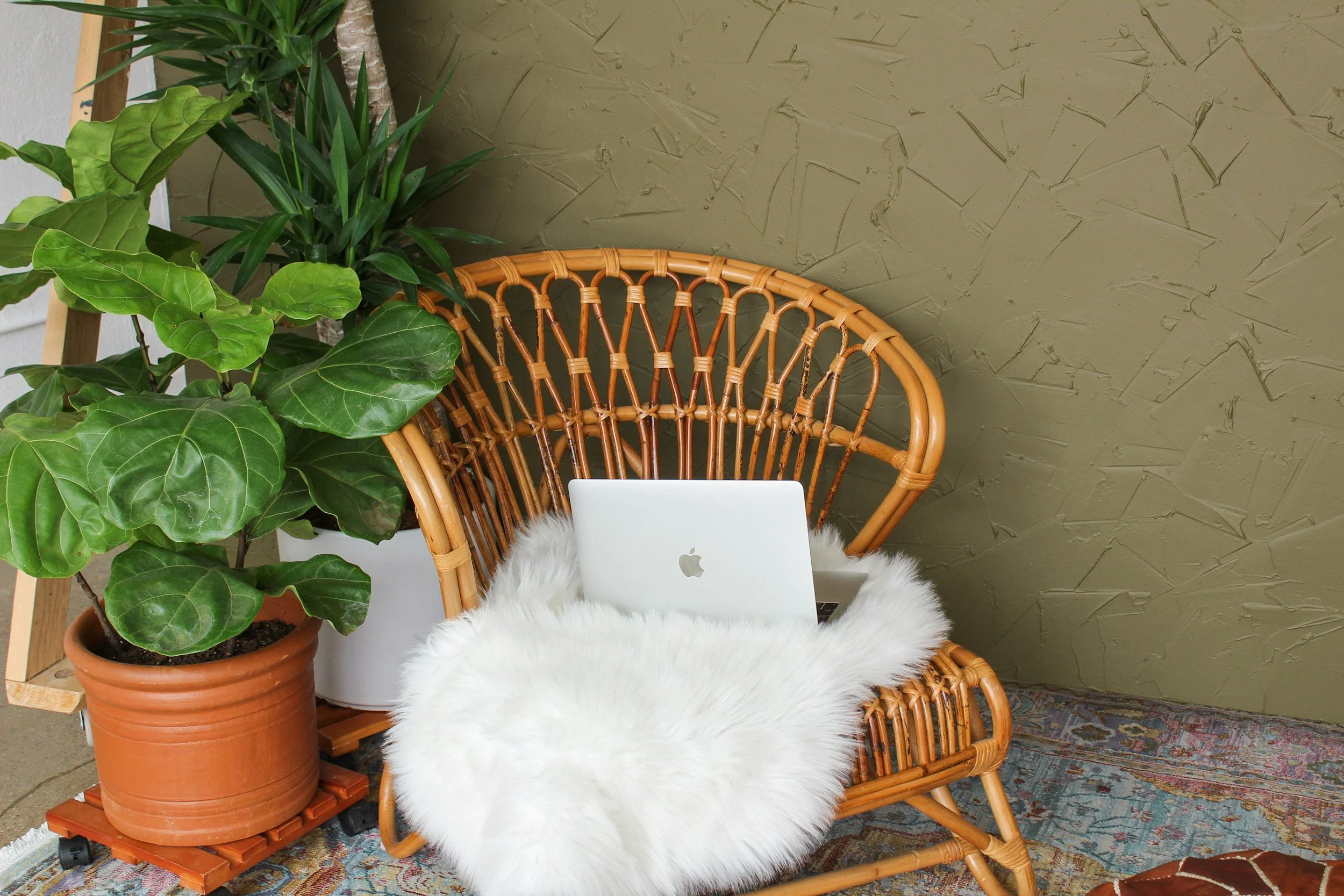 Rattan chair and houseplant