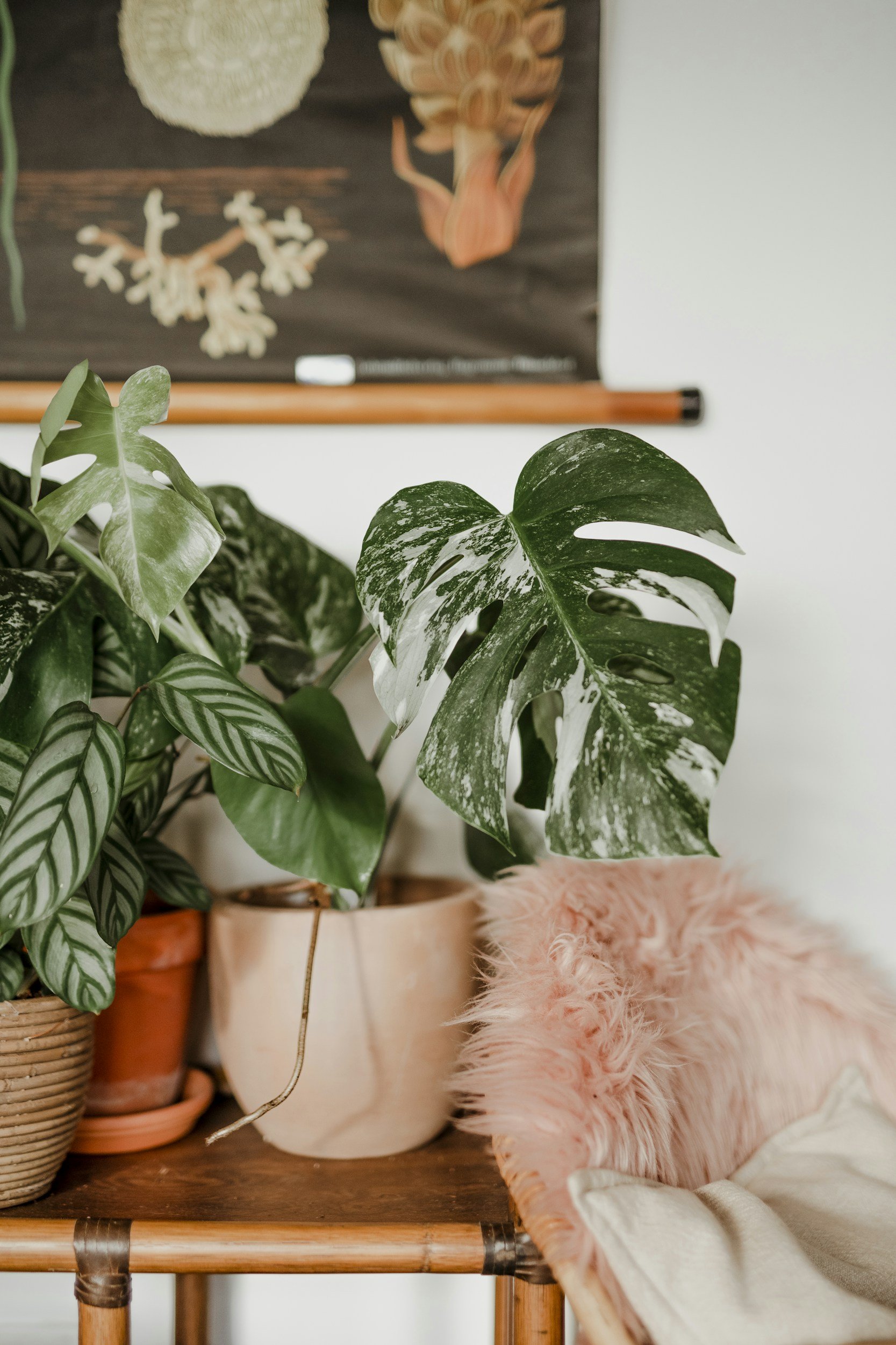 Houseplants and pink fuzzy chair