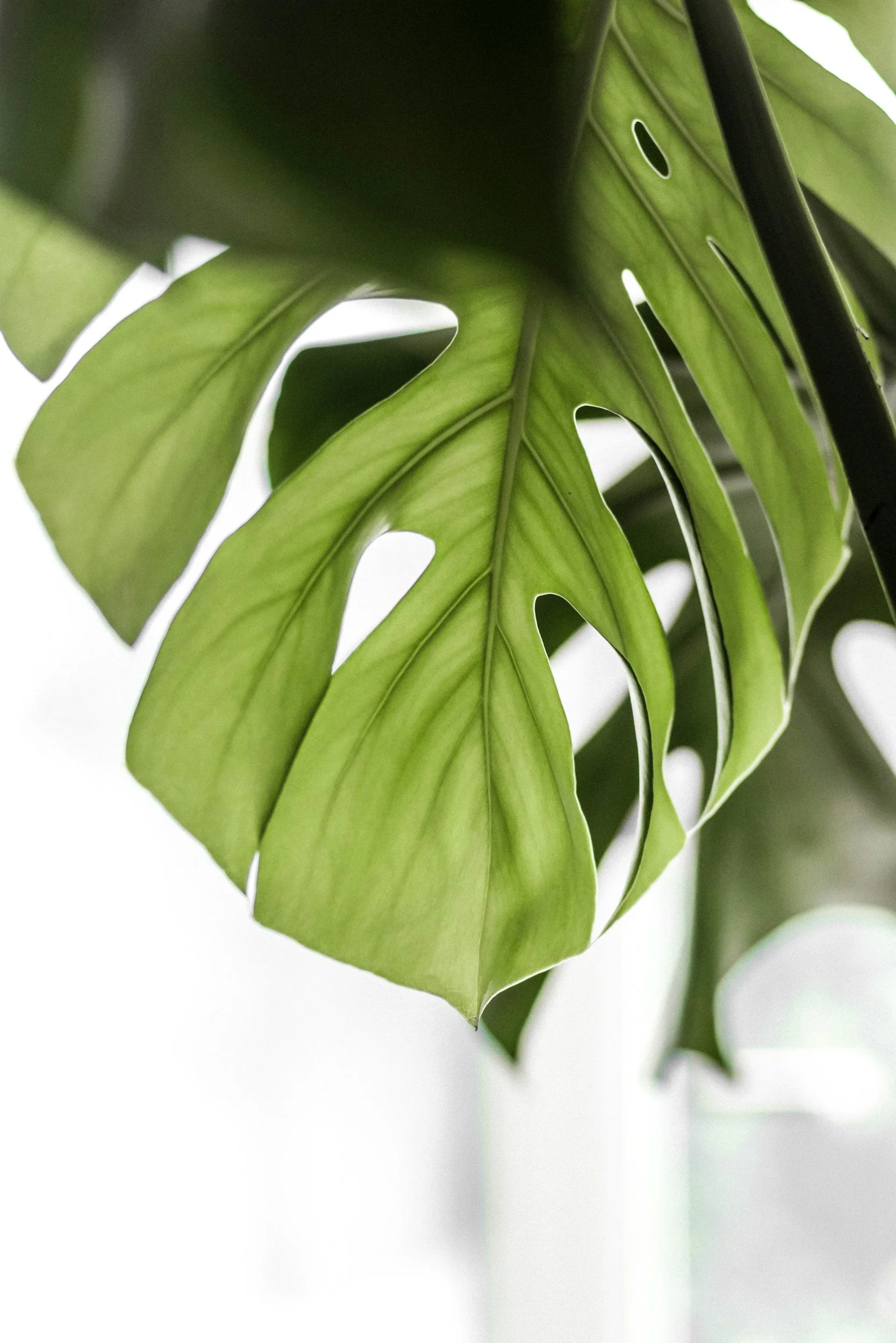 Close-up of green Monstera deliciosa leaves with distinctive splits and holes