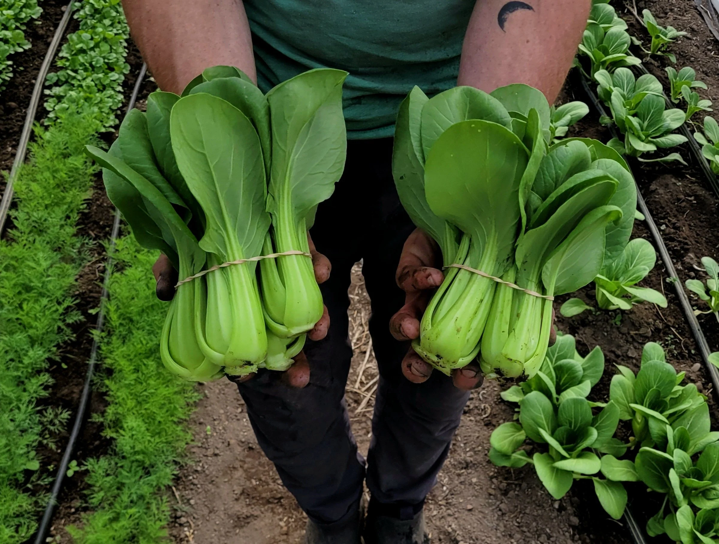 A person holding two bundles of bok choy.