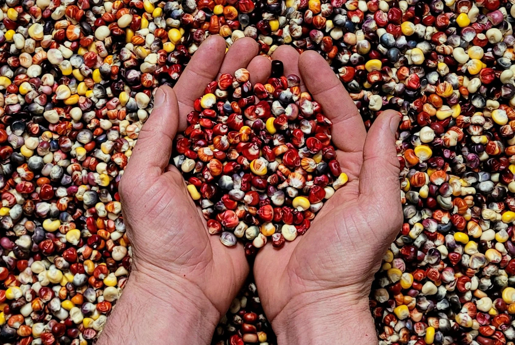 Seed Celebration with Farm Connect Montana