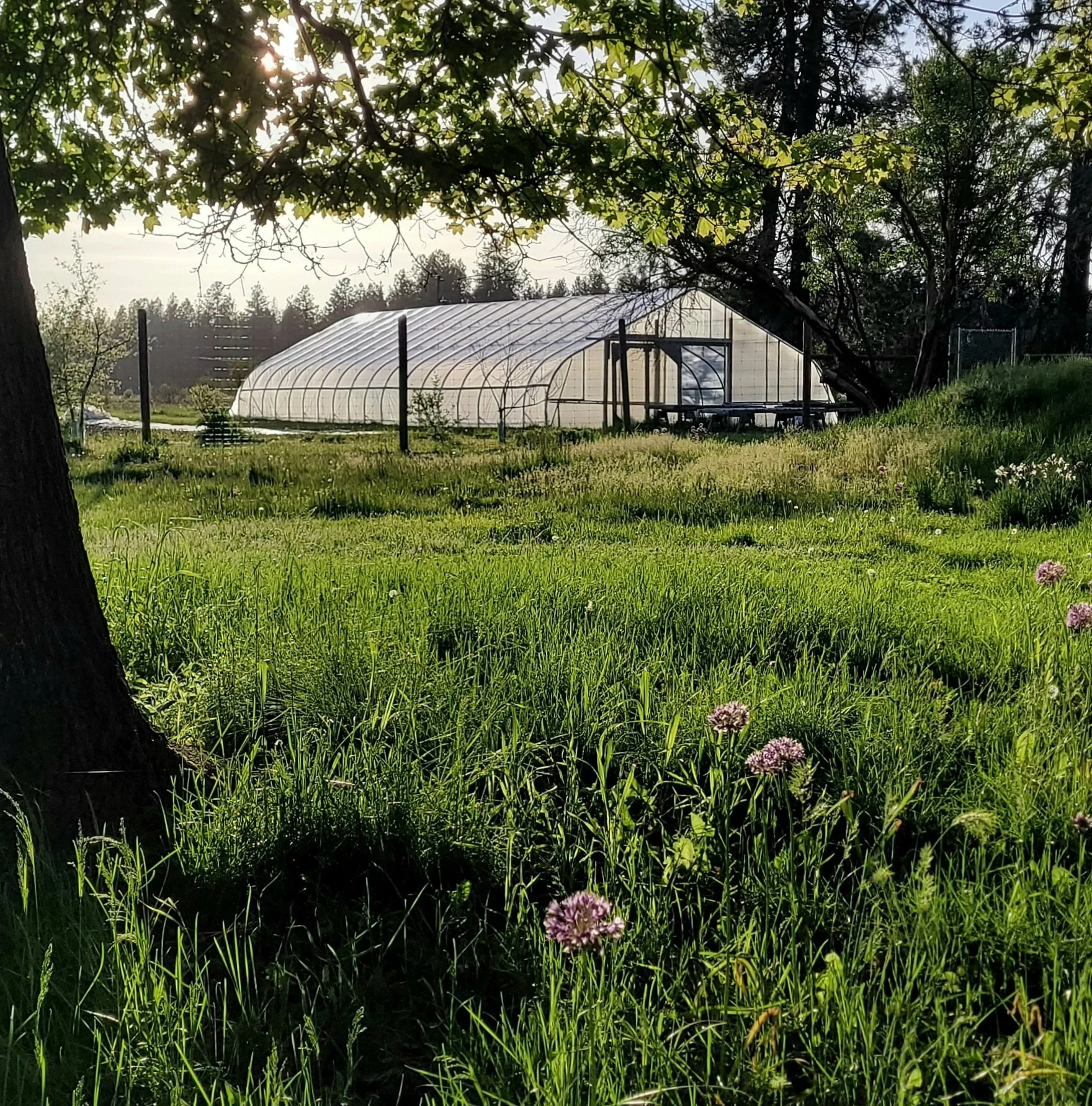 A grassy area of Forkbound Farm with a hoop house in the background.