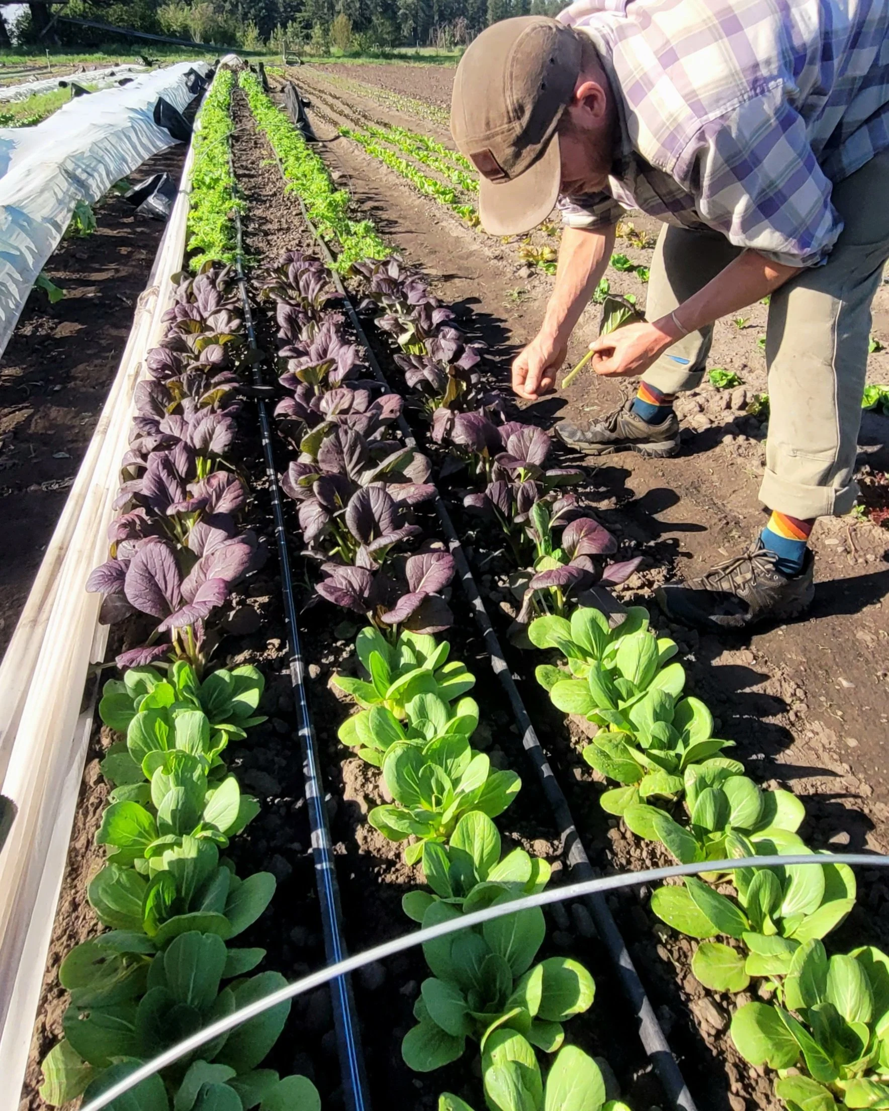 A person harvesting green and purple bok choy in a long production row on a farm