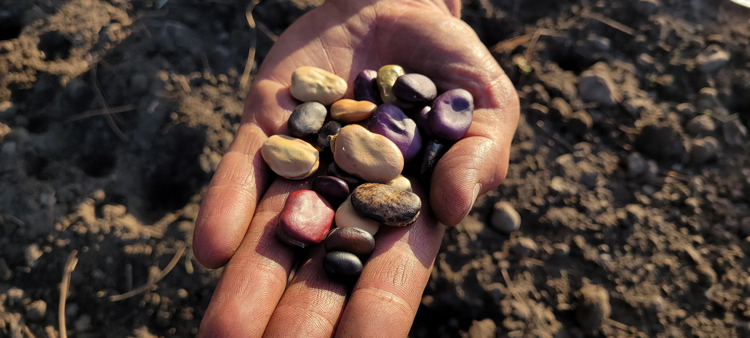 A hand holding assorted colorful bean seeds.