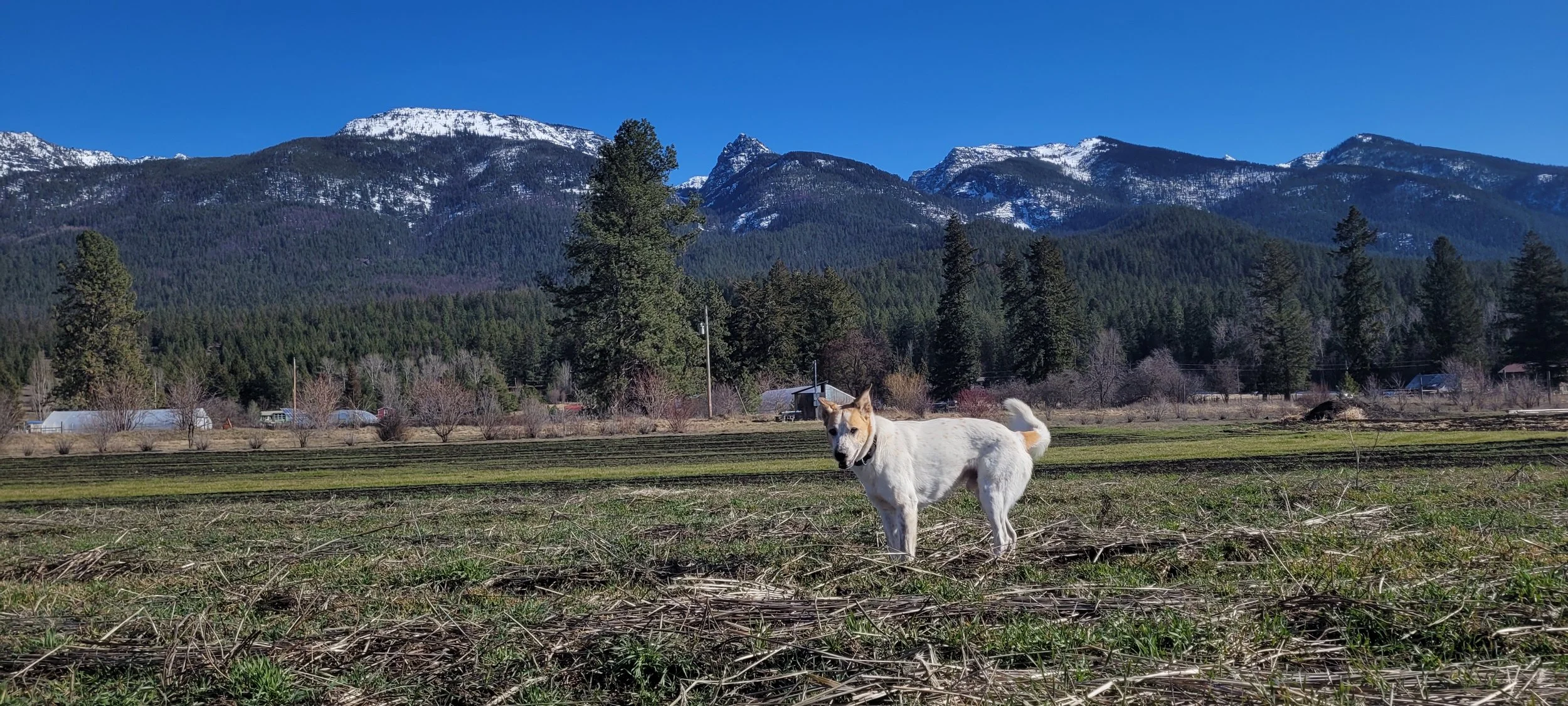 A white dog with a tan ears standing in farm with mountains and a blue sky in the background.