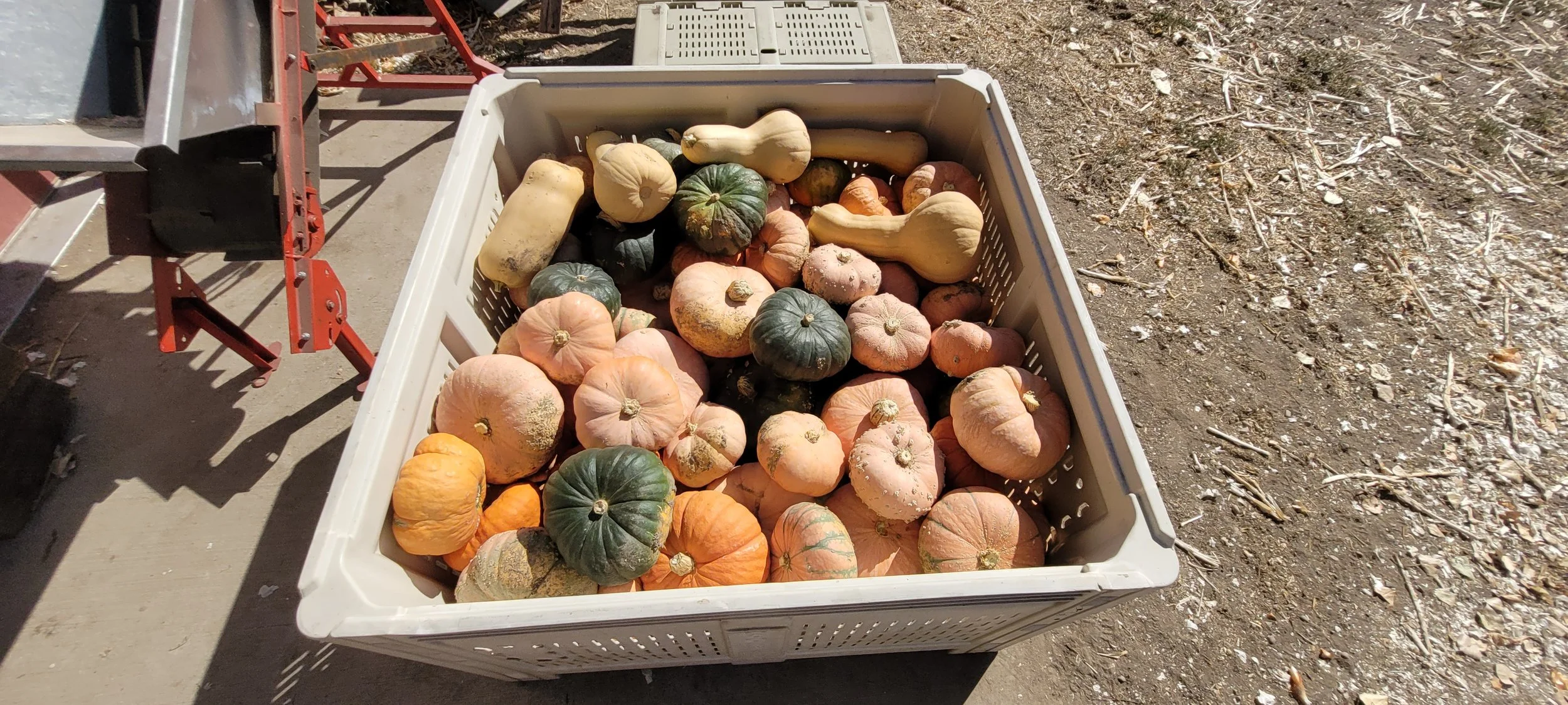 A tote full of assorted winter squash