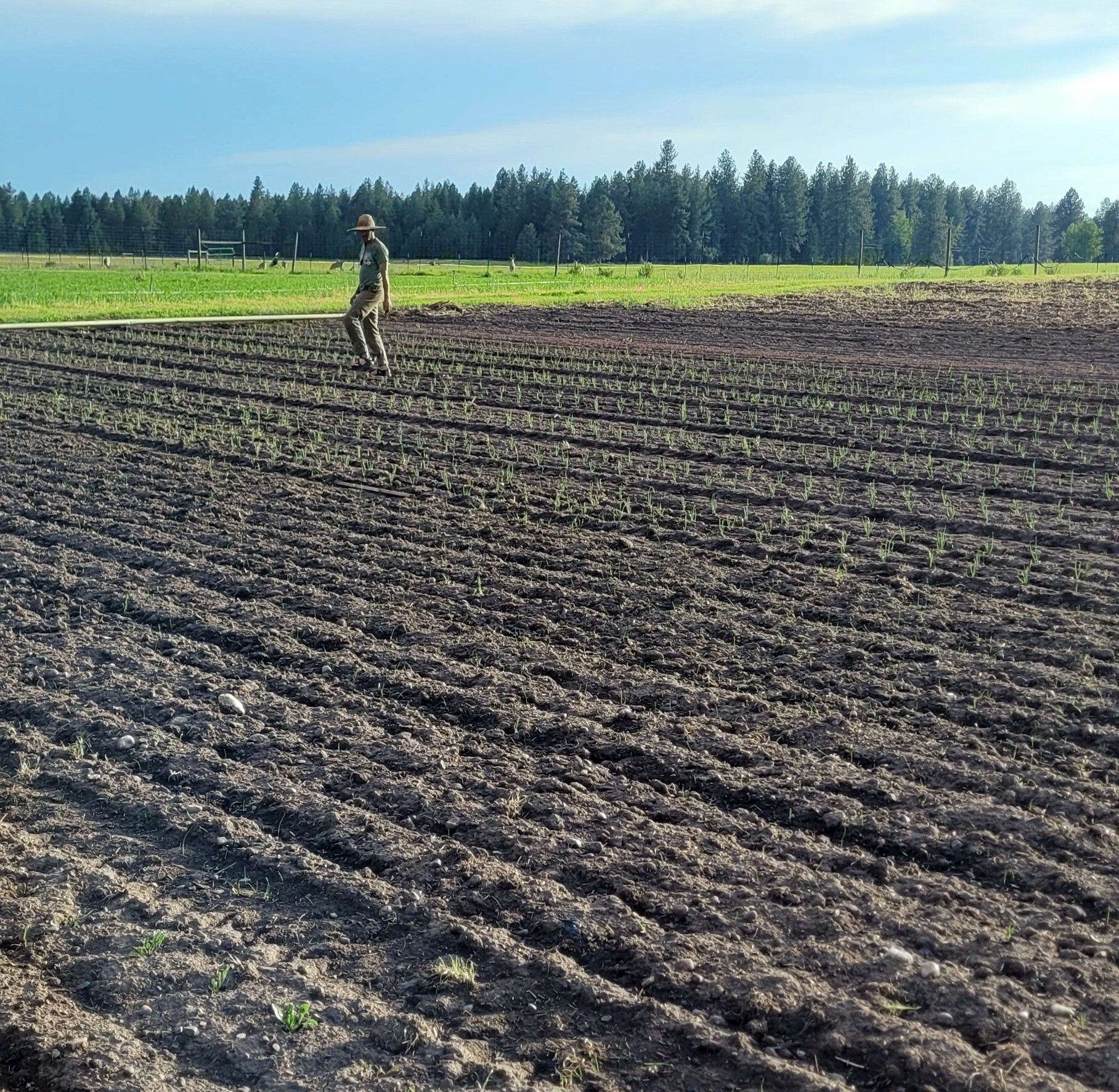 A person walking through a freshly planted farm field
