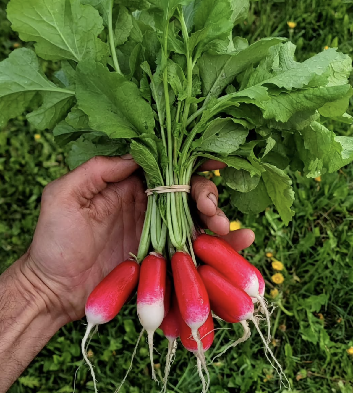 A hand holding a bunch of bright red radishes held together with a rubberband