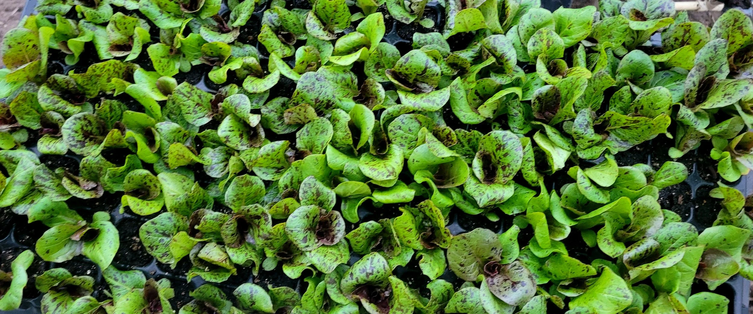 A closeup of green lettuce with red speckles.