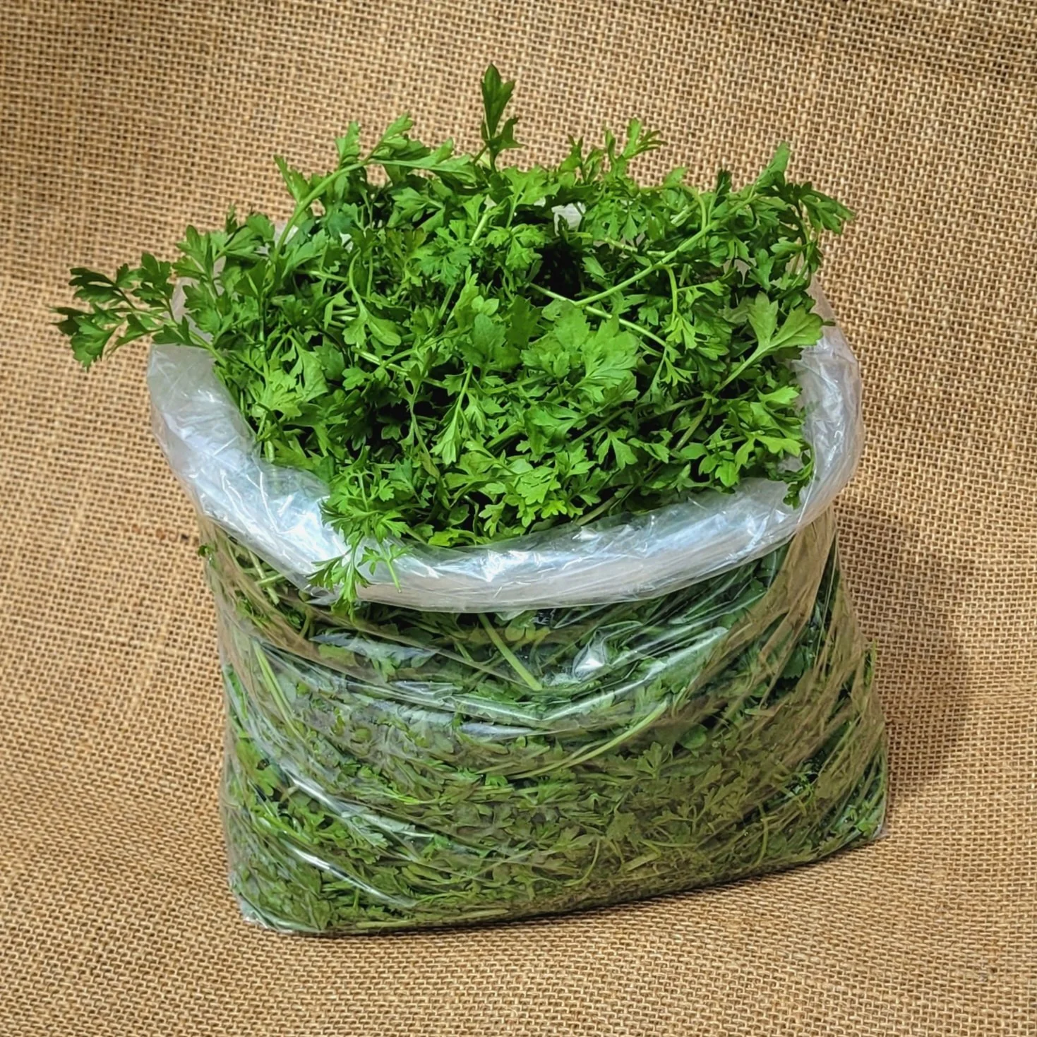 A plastic bag full of freshly cut green herbs