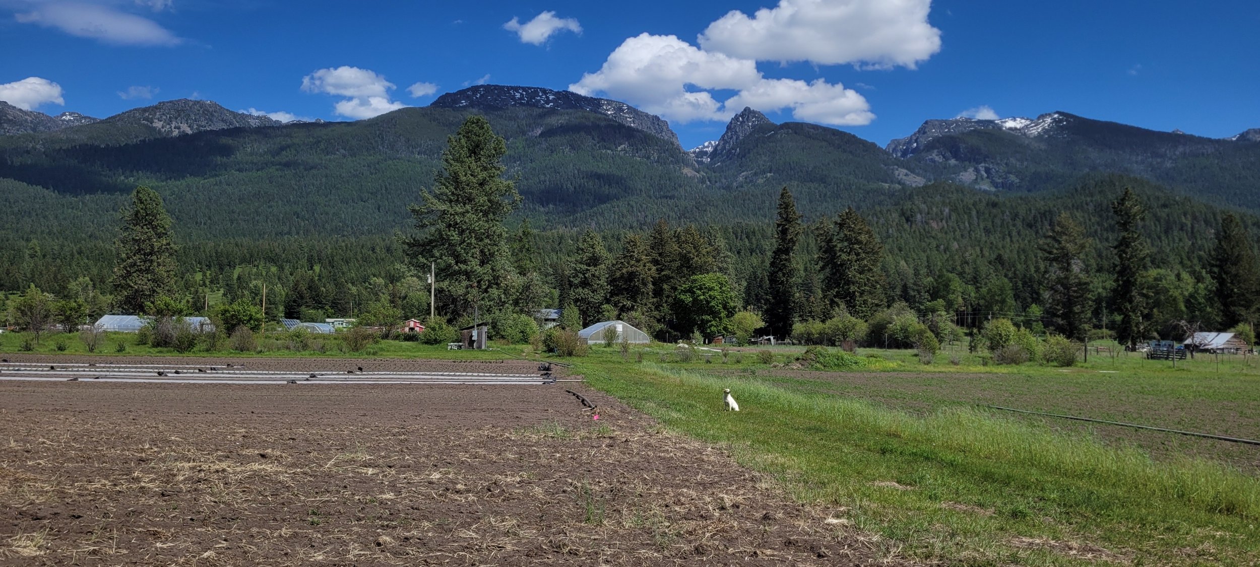 A farm plot with a grassy strip where a white dog sits. Blue sky and mountains in the background.