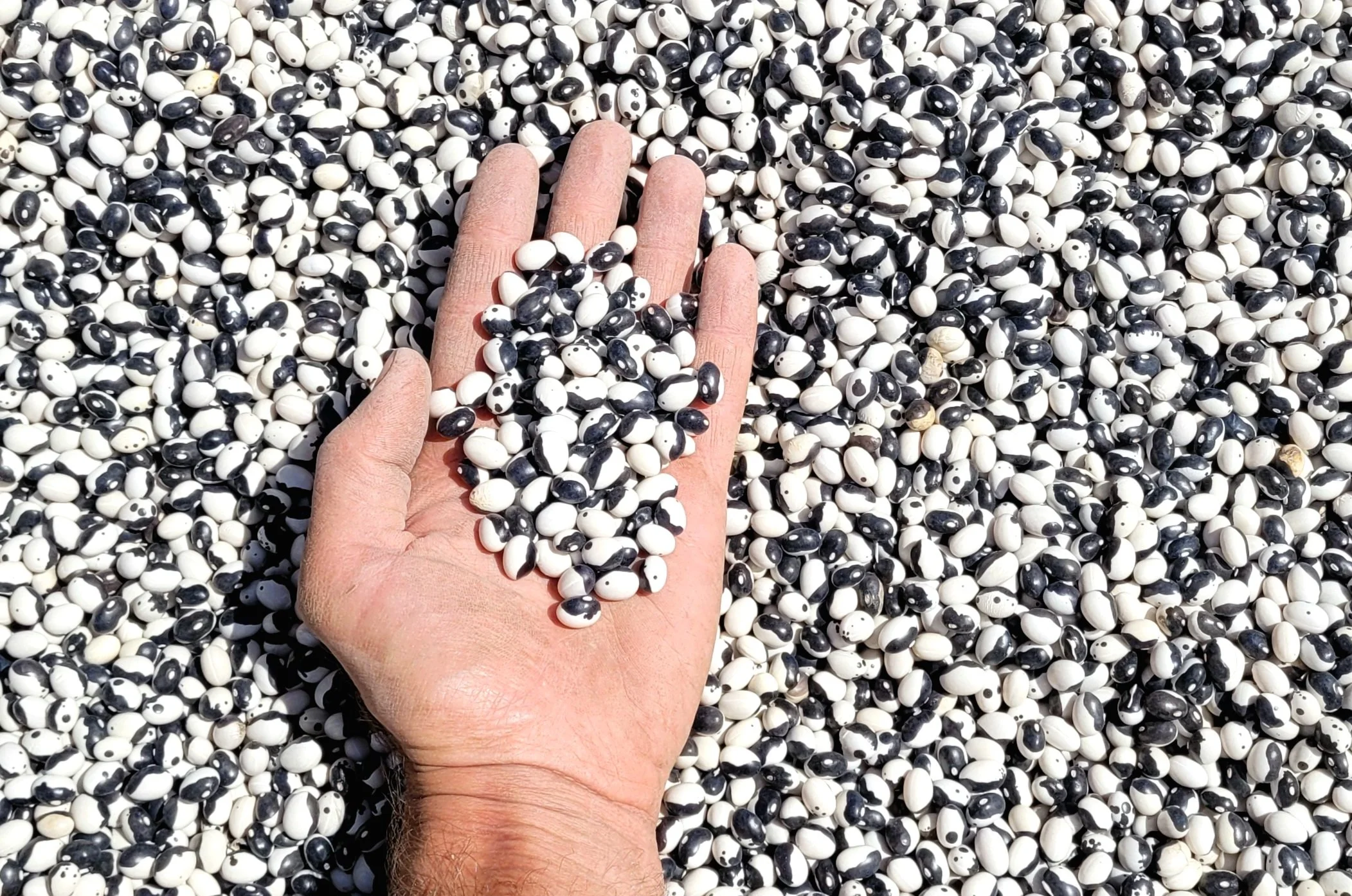 A hand holding black and white bean seeds, with more seeds in the background