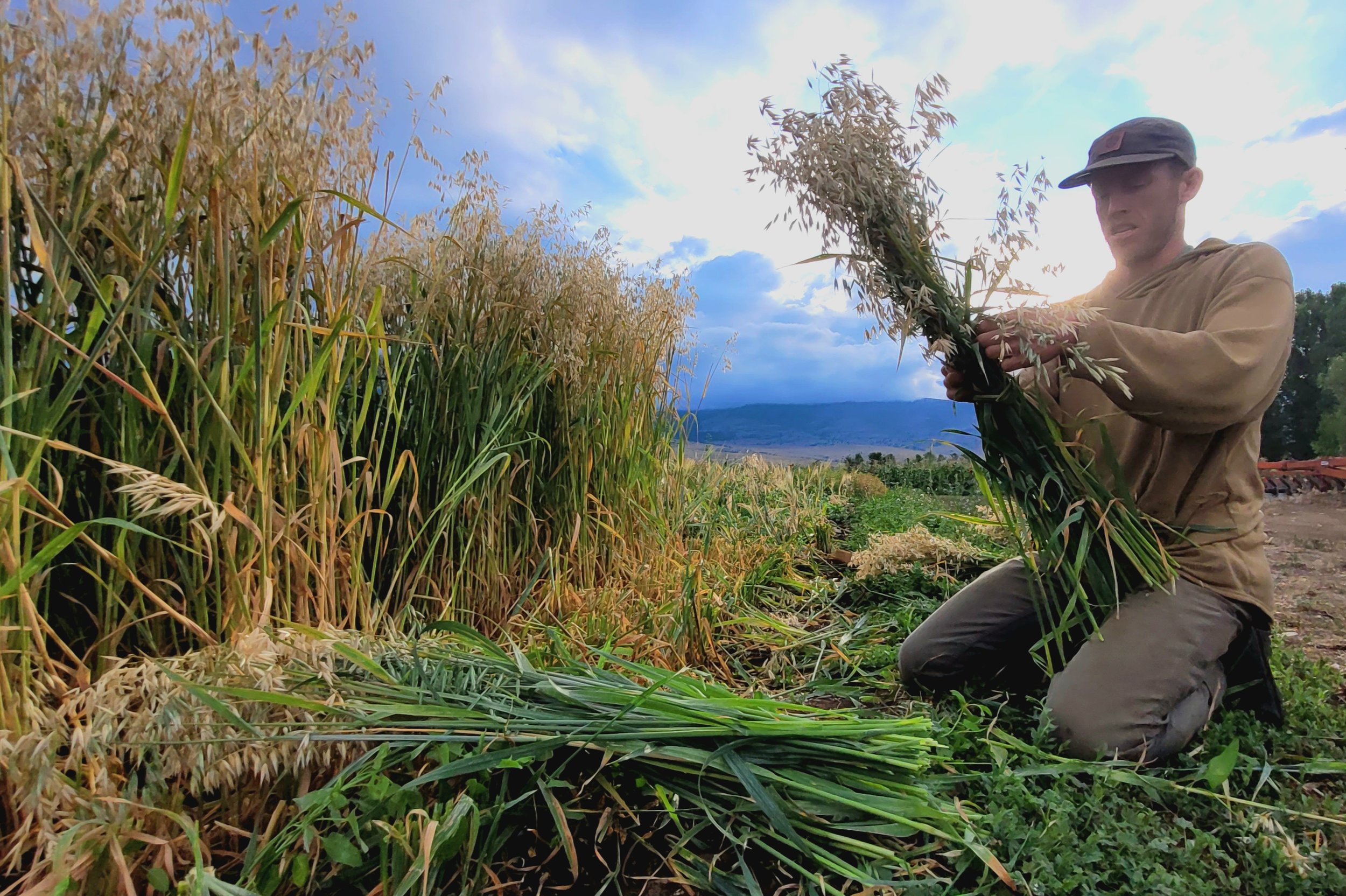 A farmer bundling wheat in a field with mountains in the background