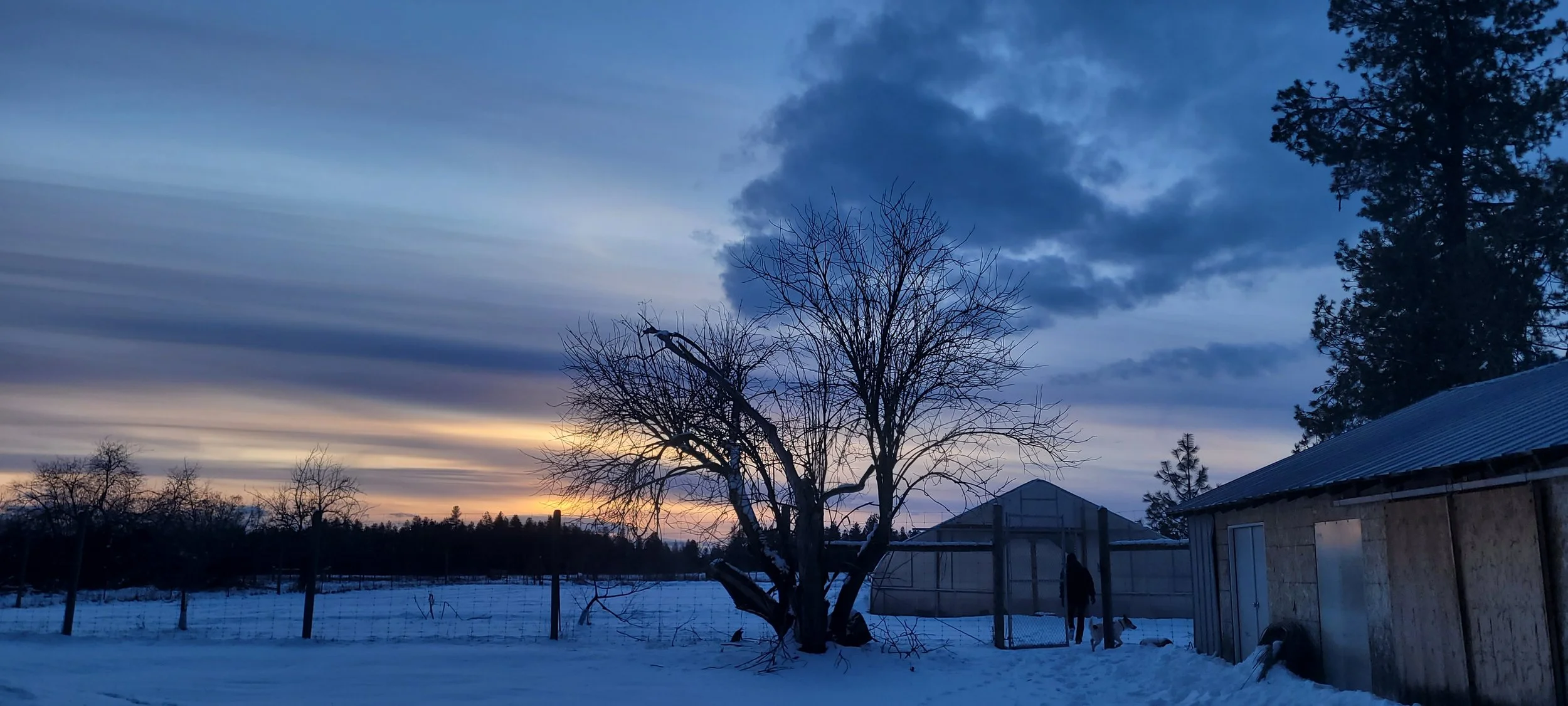 A tree in front of a dark sunrise sky