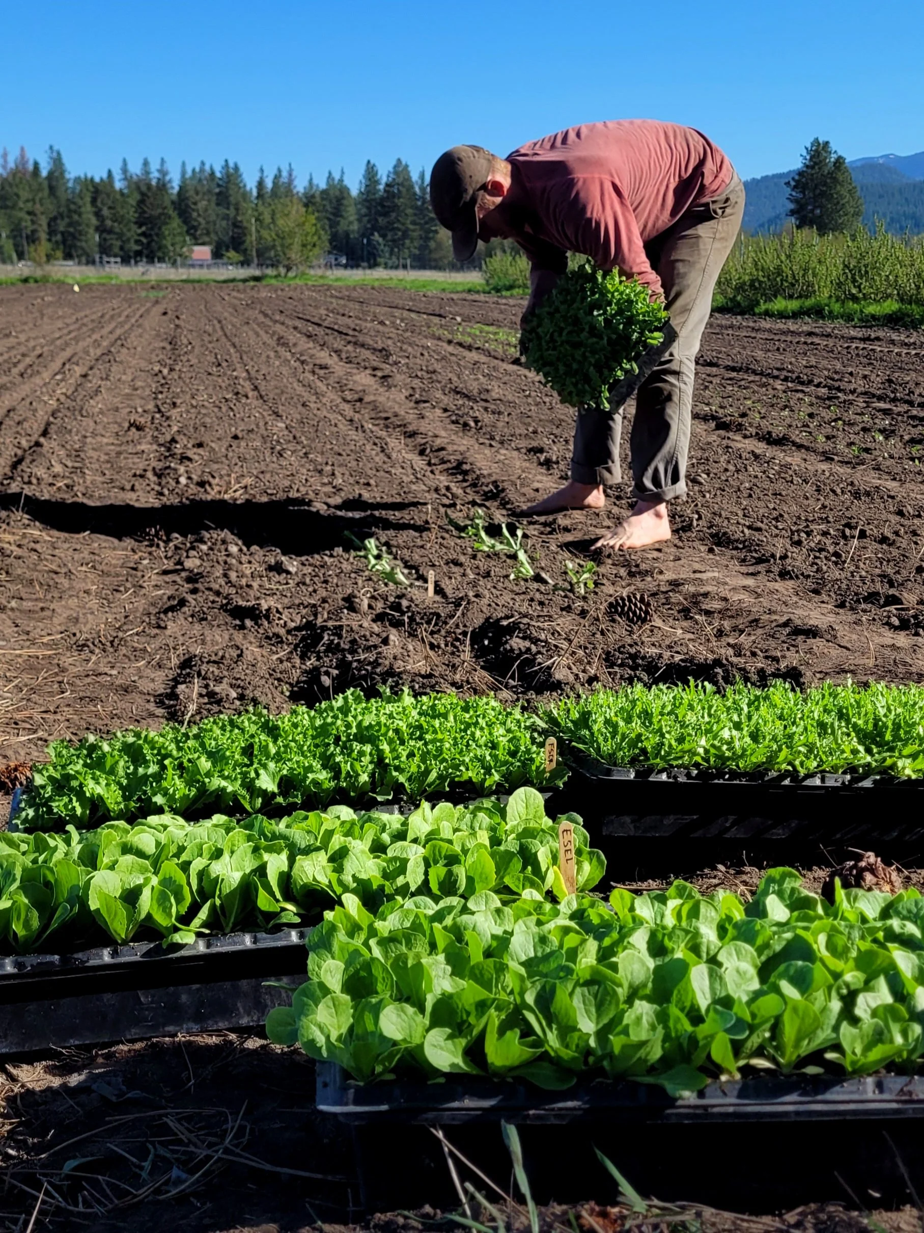 A person planting salad greens in a farm plot