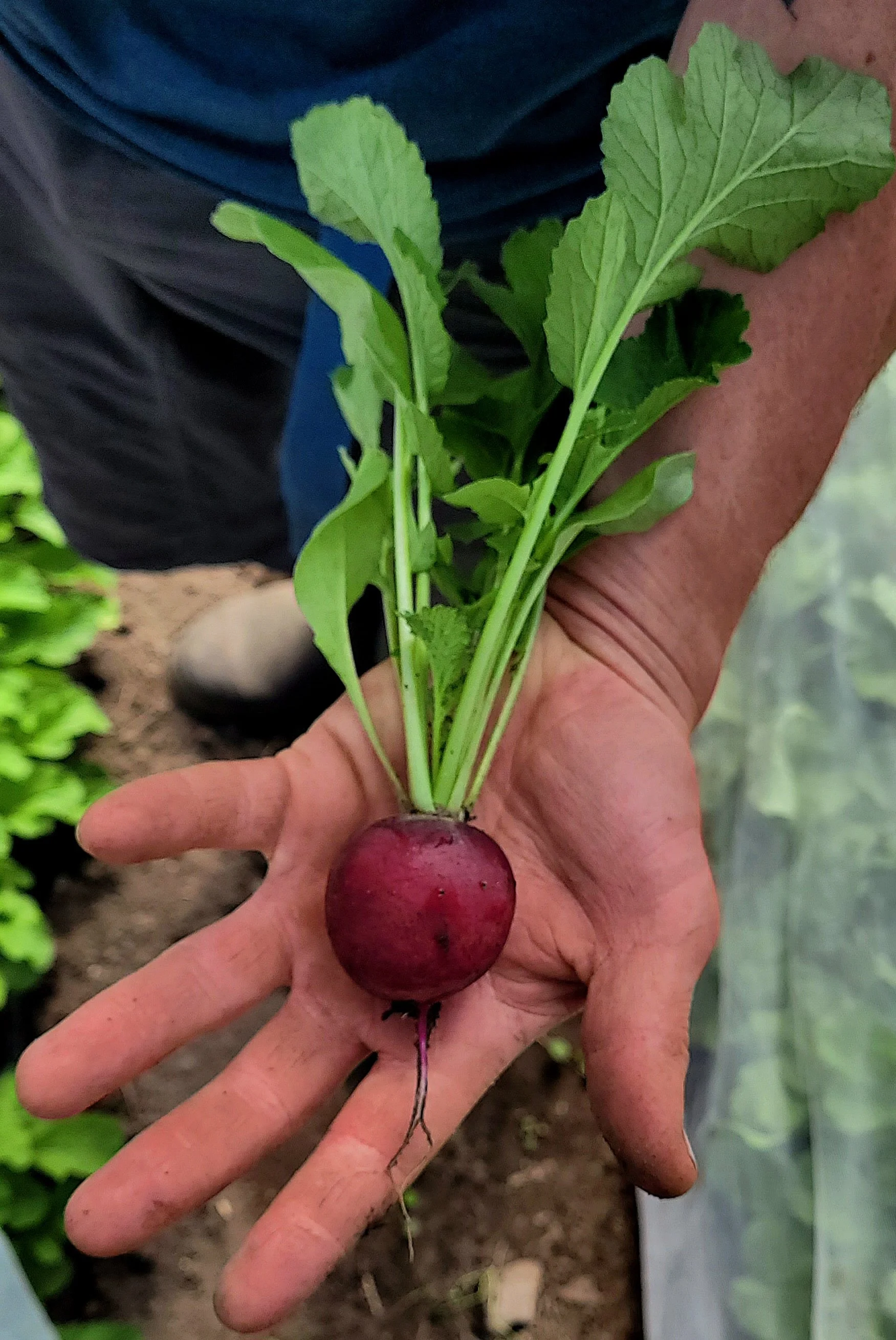 July Farm-to-Table Dinner: Peak Abundance