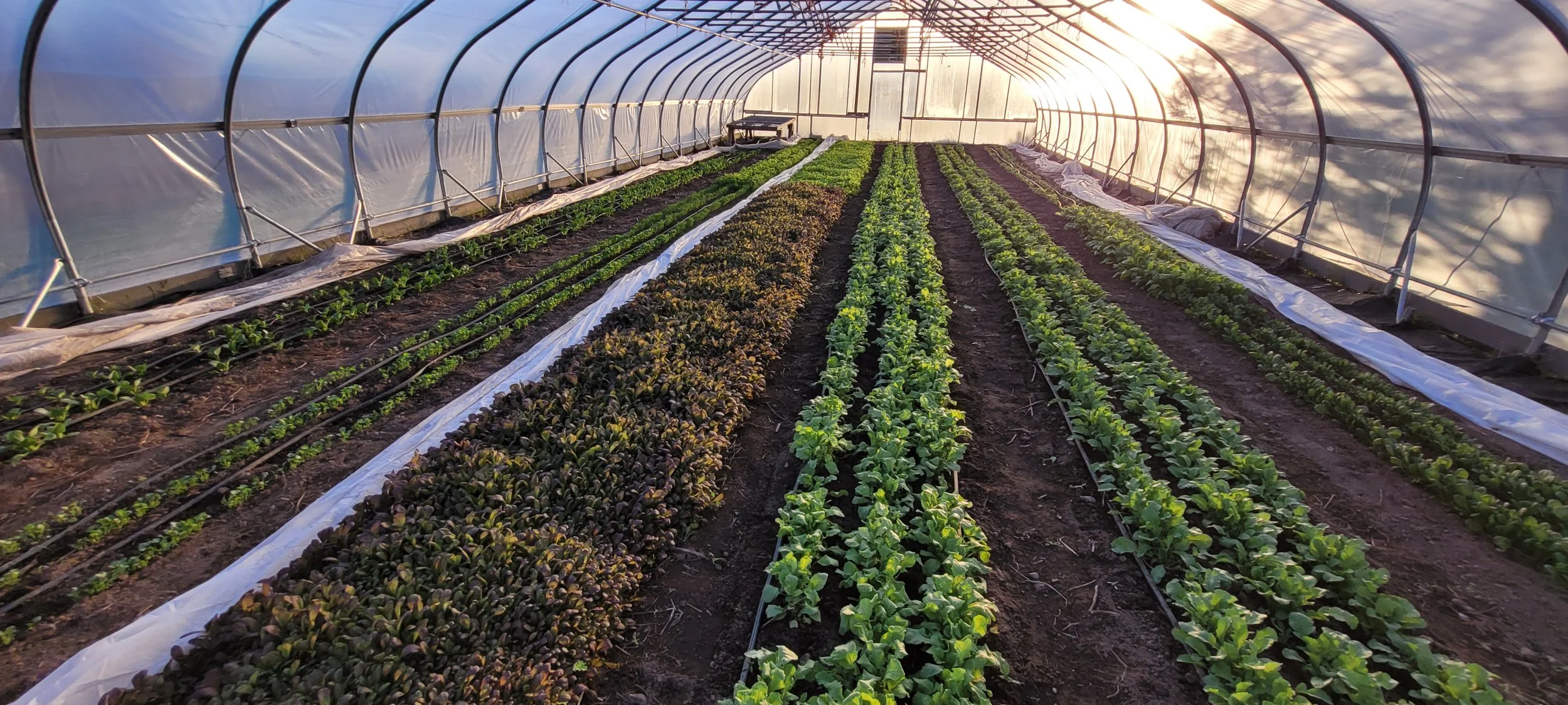 Rows of greens growing inside a sunny hoophouse