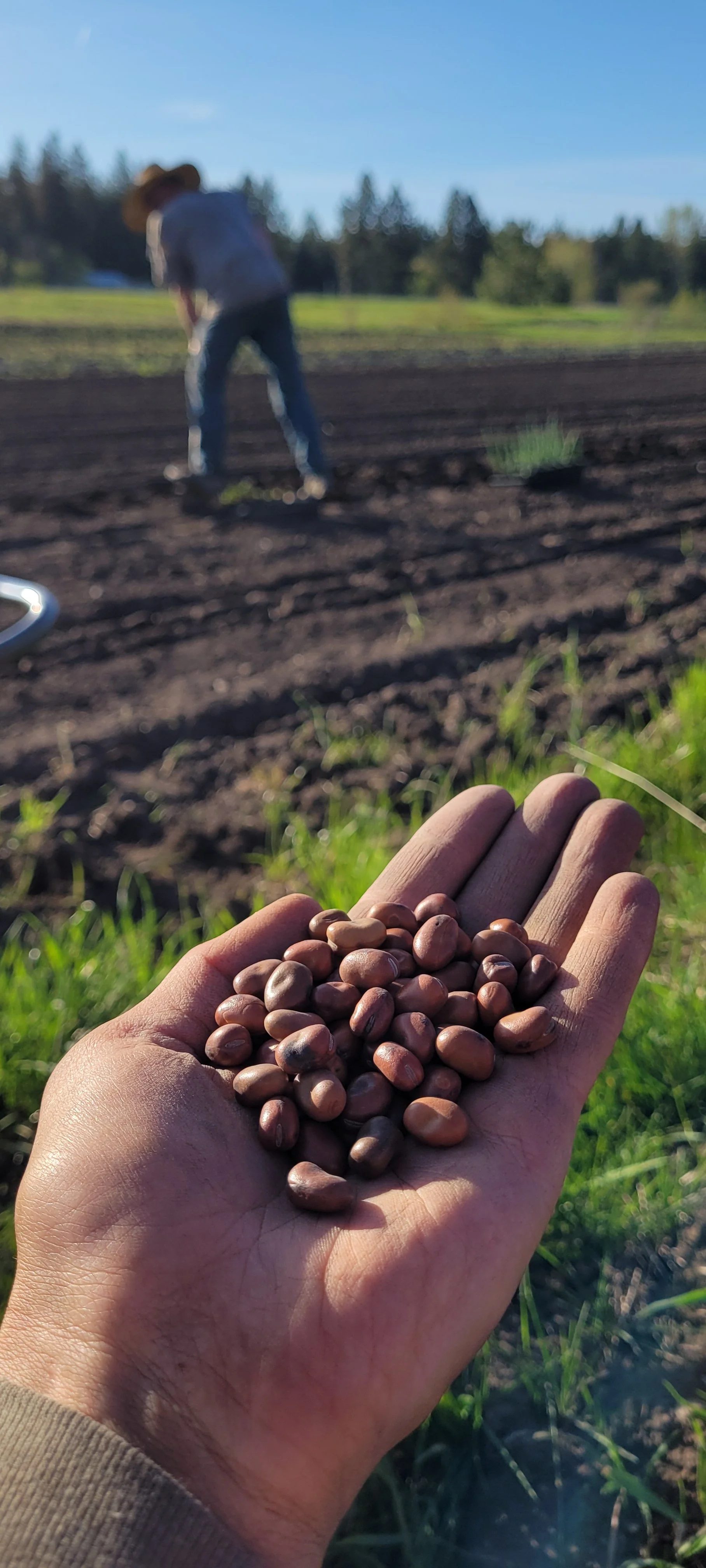 A hand holding brown seeds