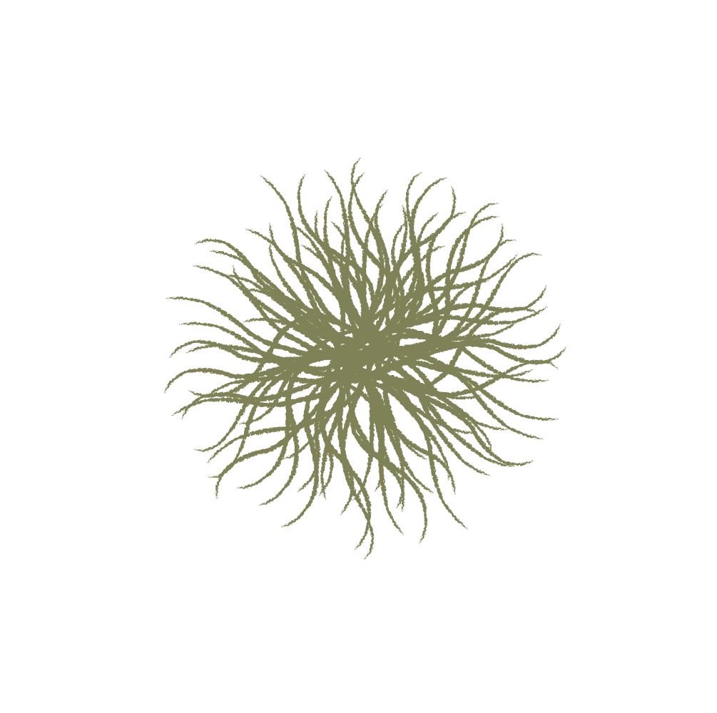 Illustration of a sea urchin with long, spiny legs