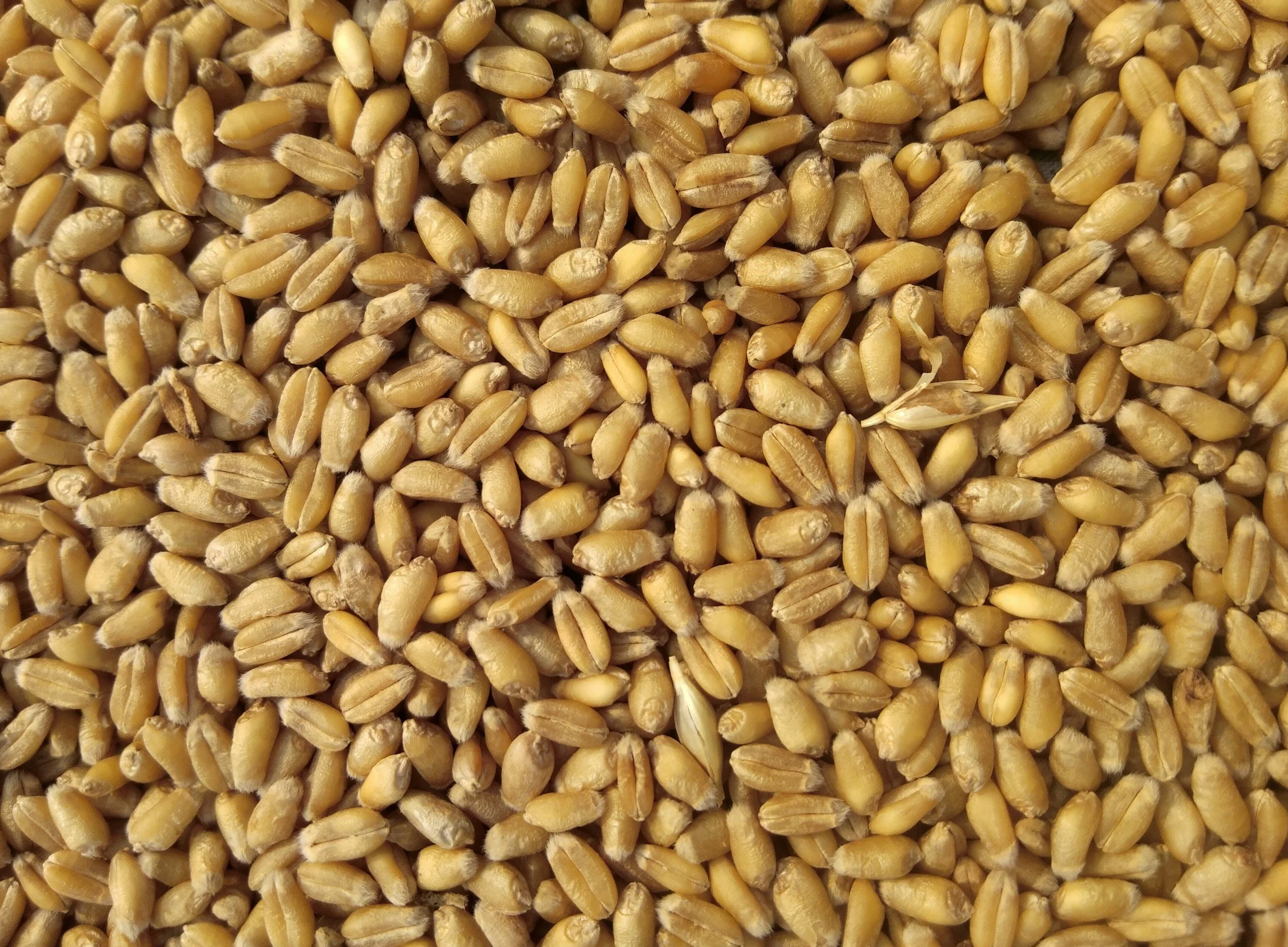 Close-up of a large quantity of wheat grains.