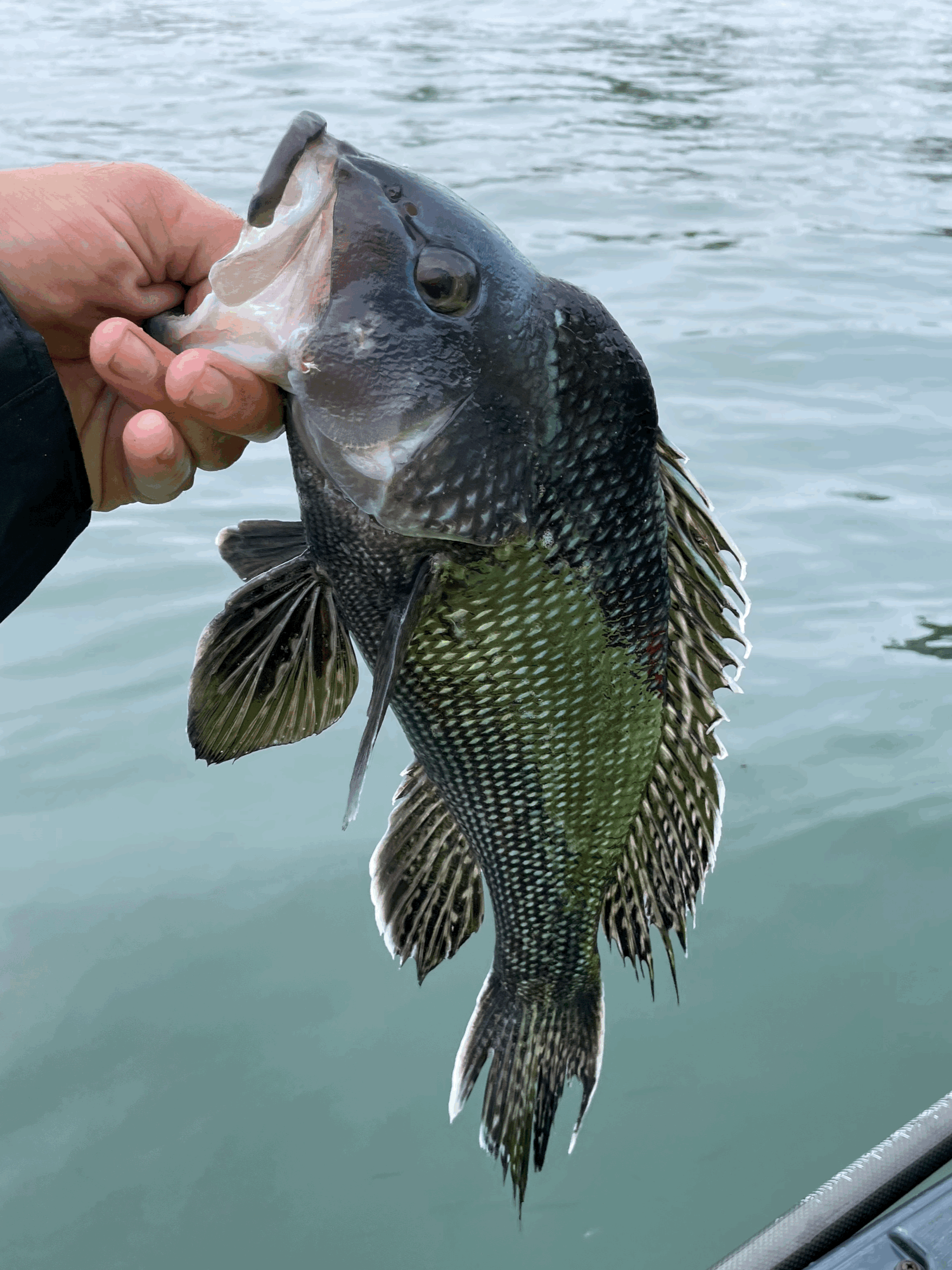 New 2026 Massachusetts Saltwater Fishing Regulations