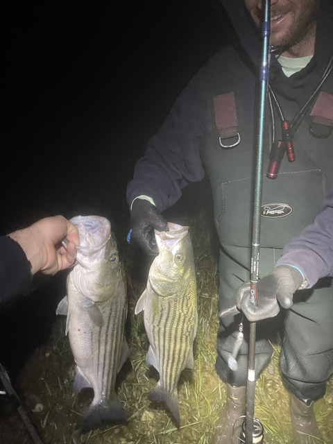 Massachusetts Striped Bass Spring Run (2026): Trends, Timing &amp; What to Expect