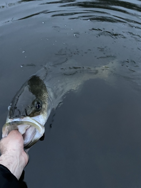 Where to Find Holdover Stripers in Massachusetts Right Now