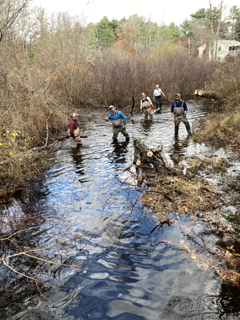River Herring in Massachusetts: A Comeback Story Still Being Written