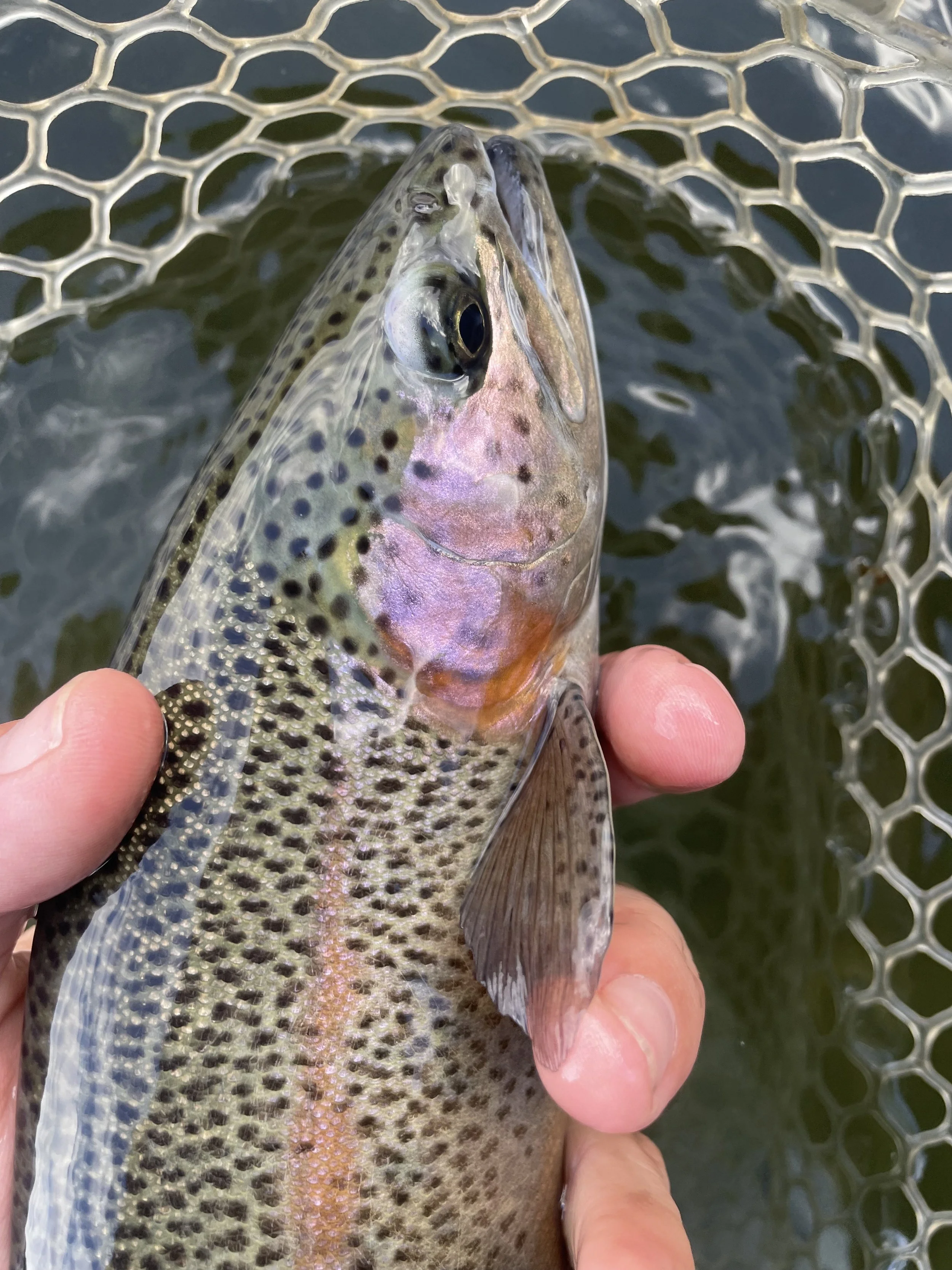 Spring Trout Stocking in Massachusetts: A Beginner-Friendly Fishing Guide