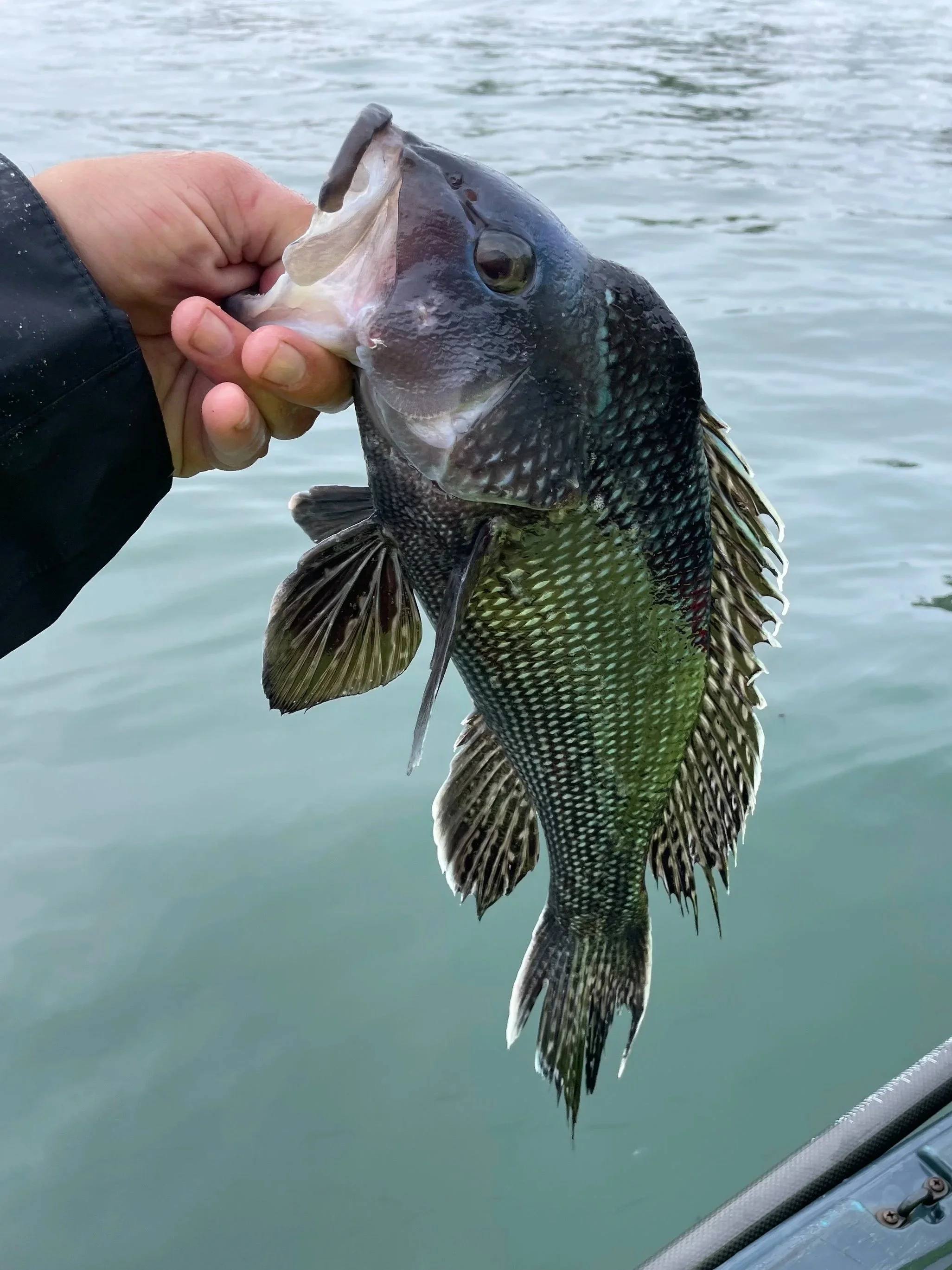 A freshly caught Black Sea Bass fish over the water. Black Sea Bass are one of the species with new regulations for the 2026 season