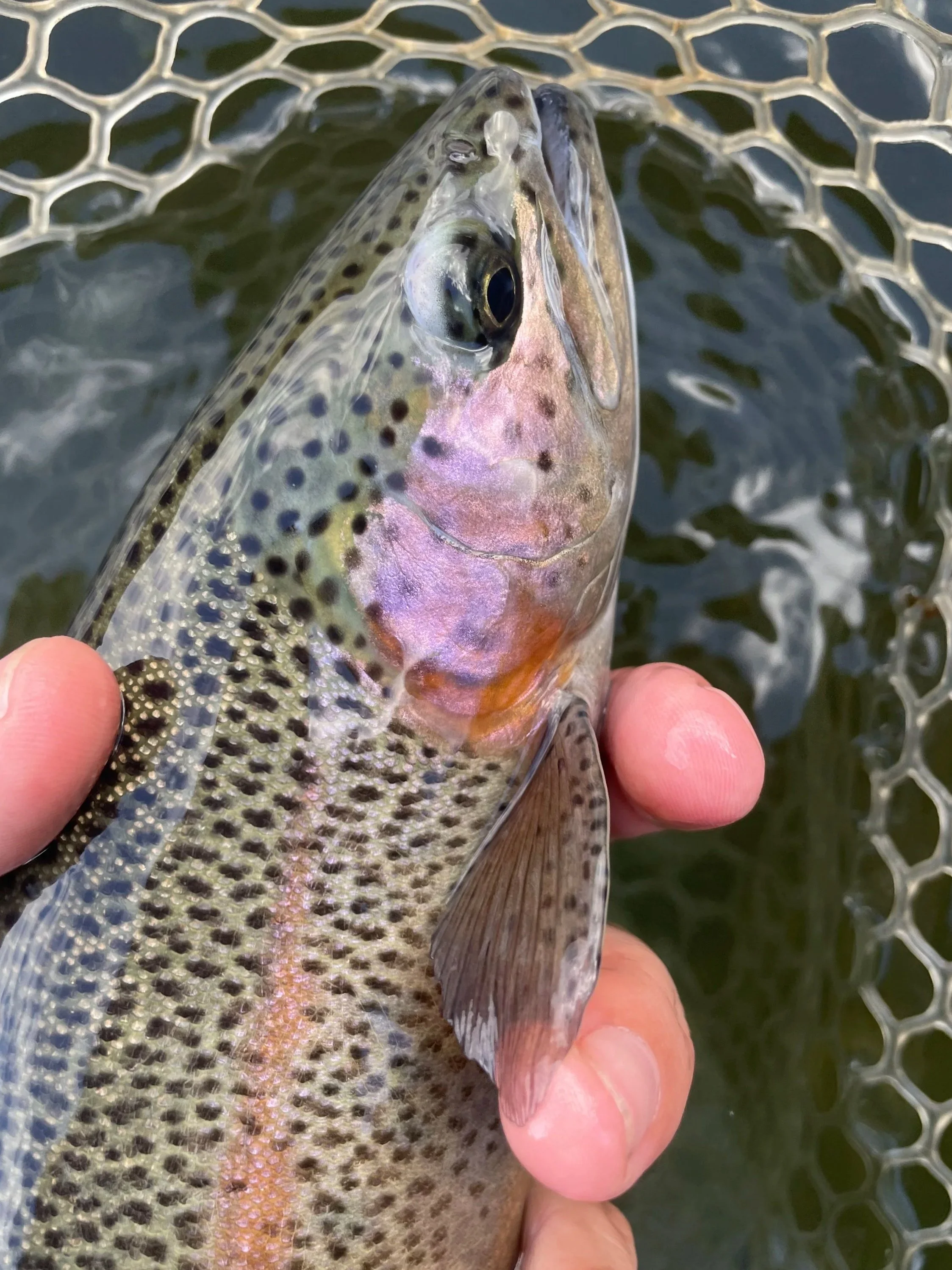 Close-up of a rainbow trout fish held in a person's hand over water. Trout stocking will begin soon in Massachusetts waters.