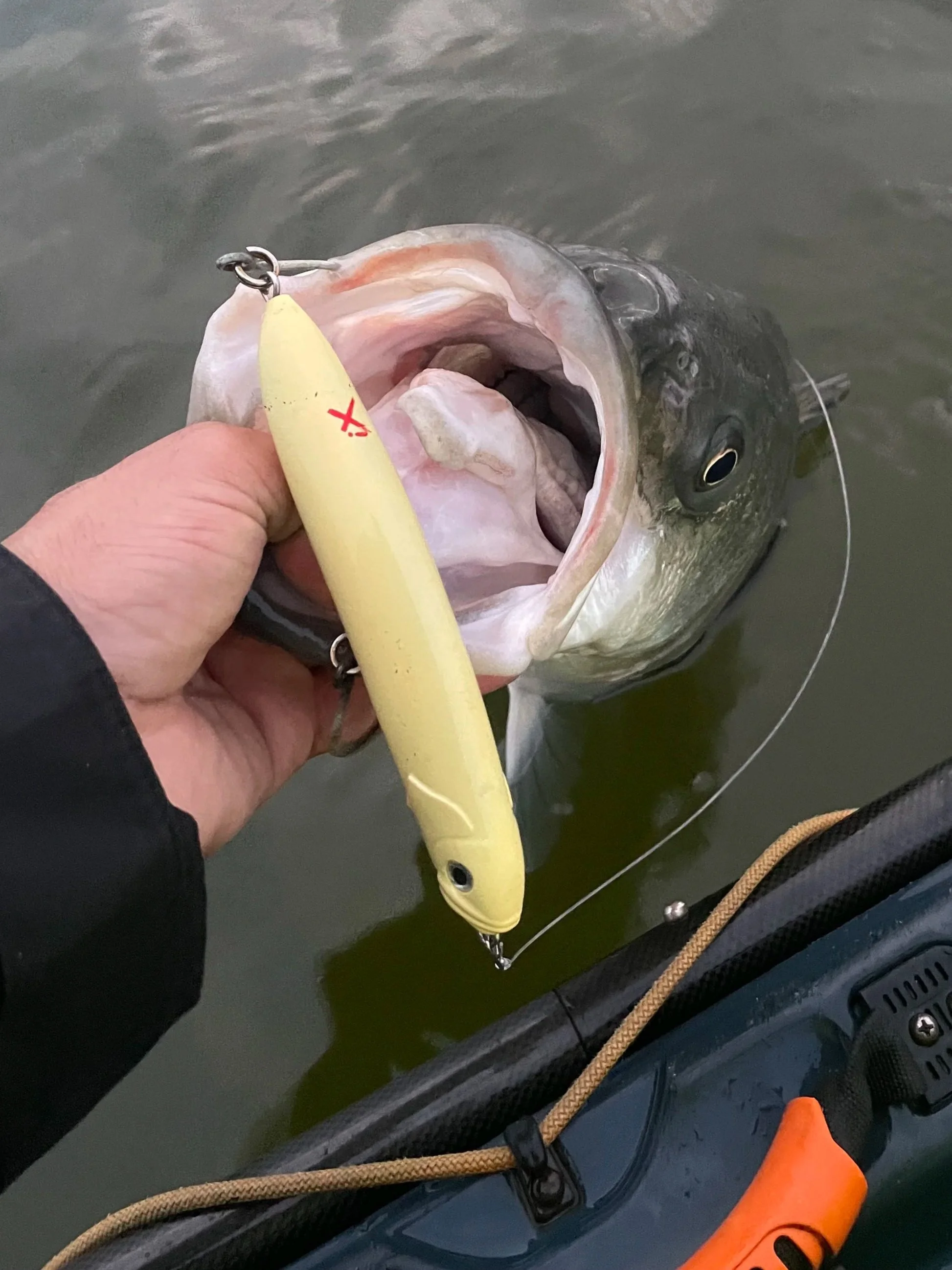 A person holding a large striped bass, showing an Island X Sidewinder XL lure in the fish's mouth.