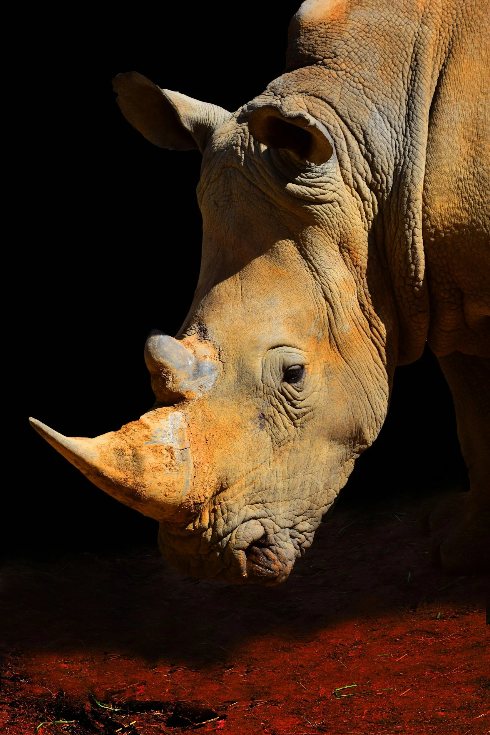 A close-up of a rhinoceros's head showing its thick, textured skin, horn, and ear, set against a black background with reddish ground at the bottom.