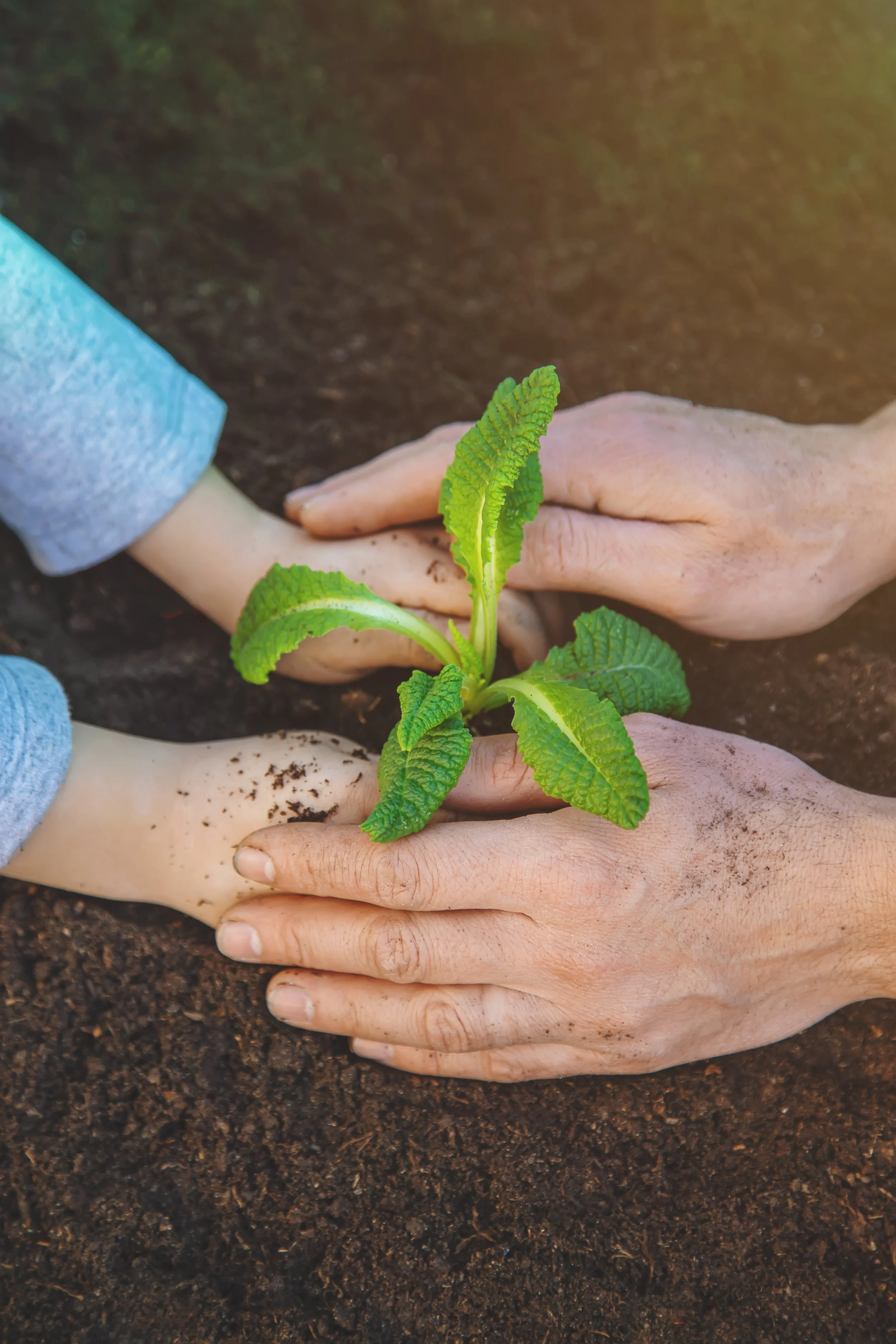 Two pairs of hands planting a green seedling into dark soil.