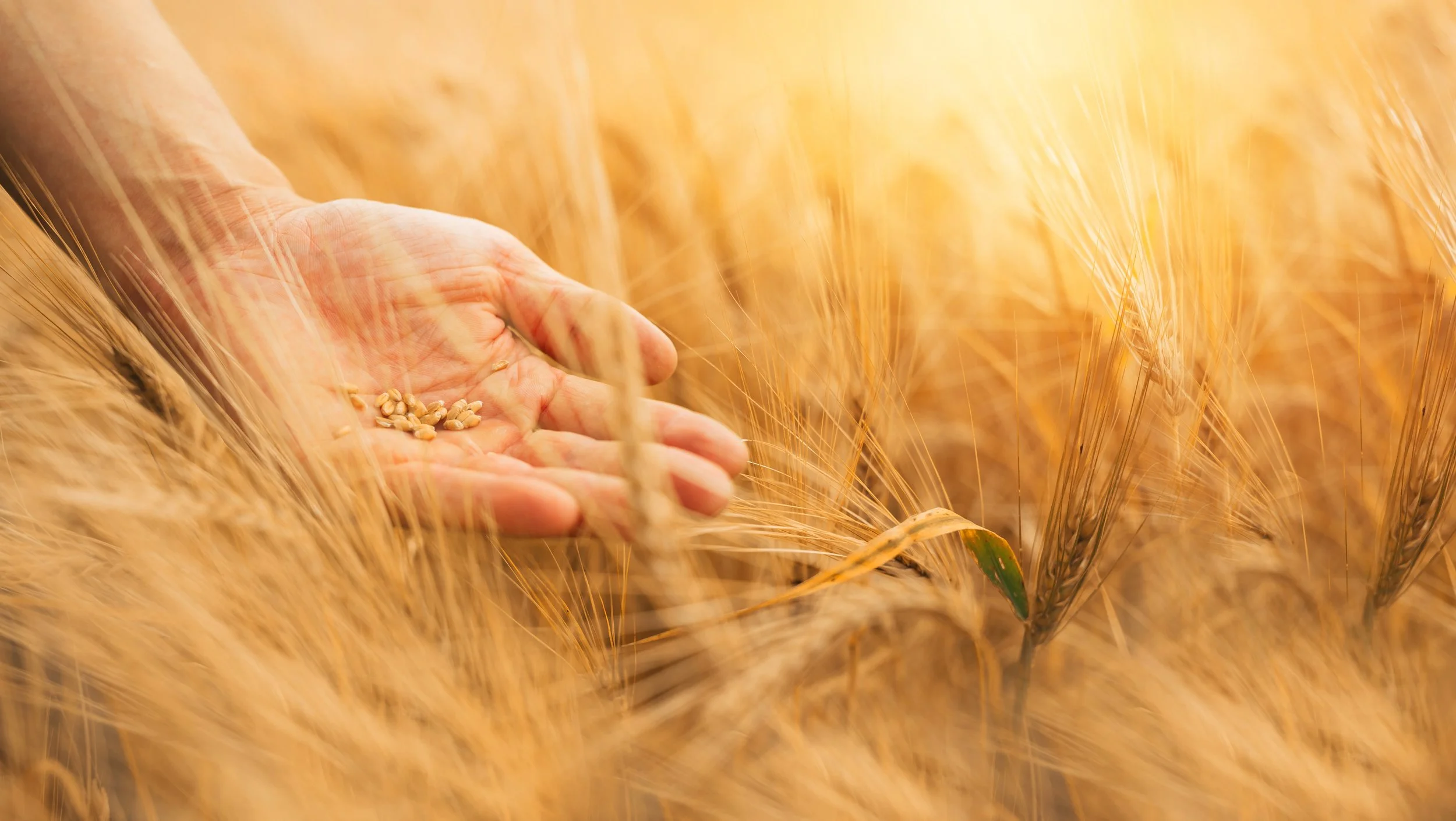 A hand holding wheat seeds in a wheat field.